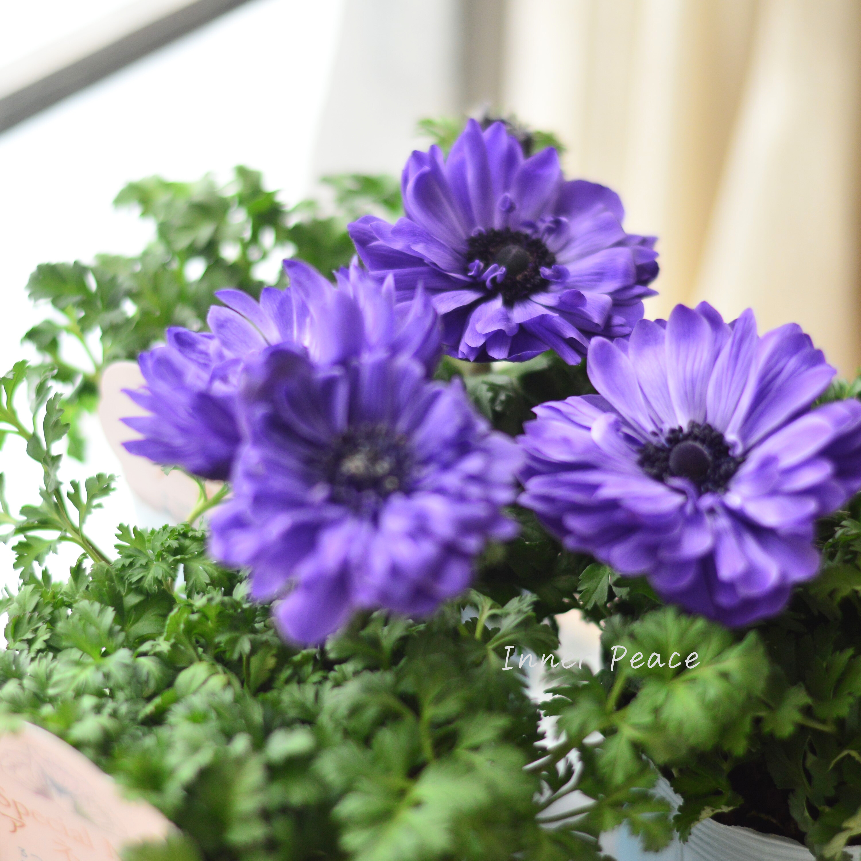 【神花園さん】 3本植え! 八重咲きスペシャルミックスアネモネ 『ブルー』 3.5寸ロングPOT