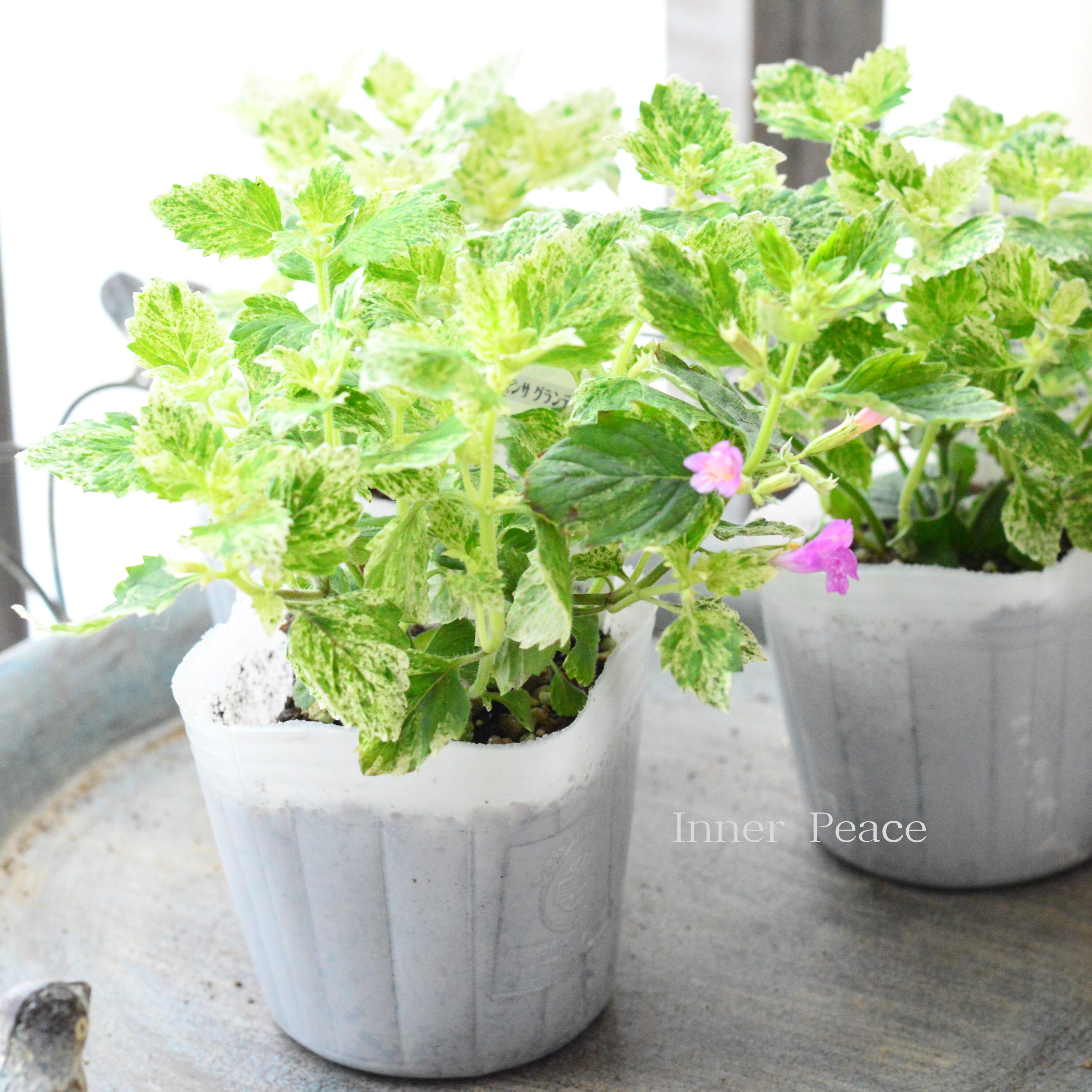 【斑入り】 カラミンサ 『グランディフローラ』 3寸POT