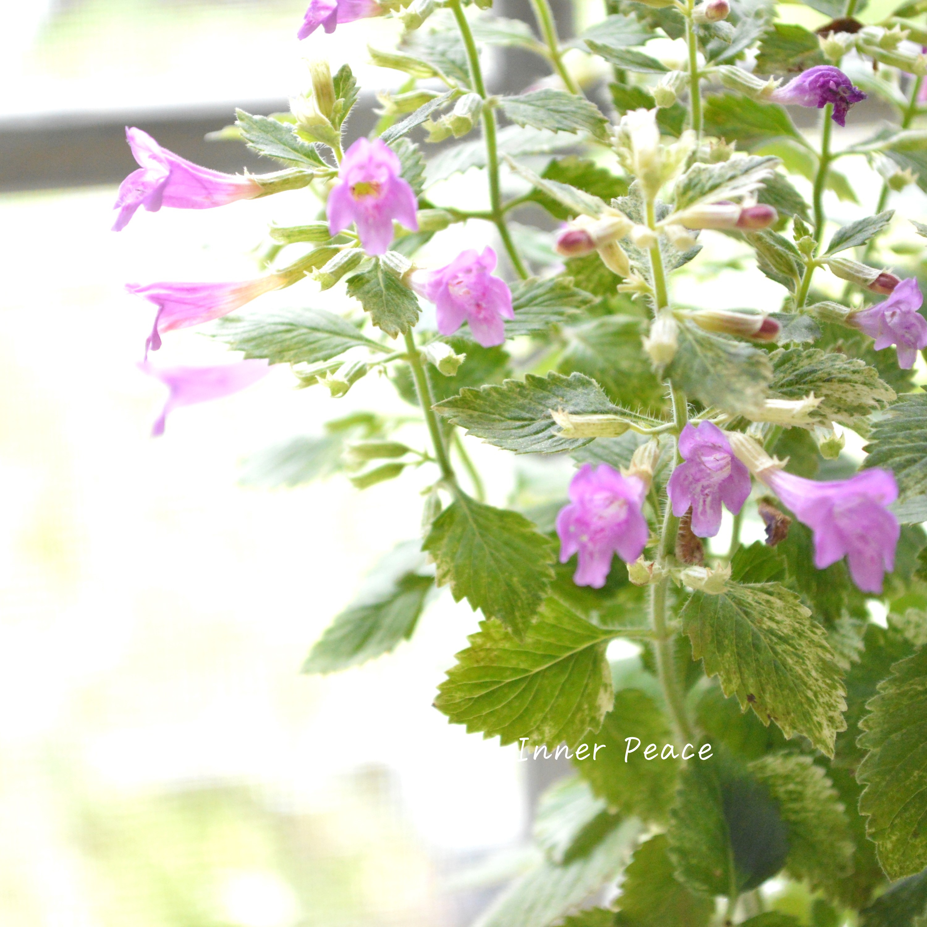 【斑入り】 カラミンサ 『グランディフローラ』 3寸POT