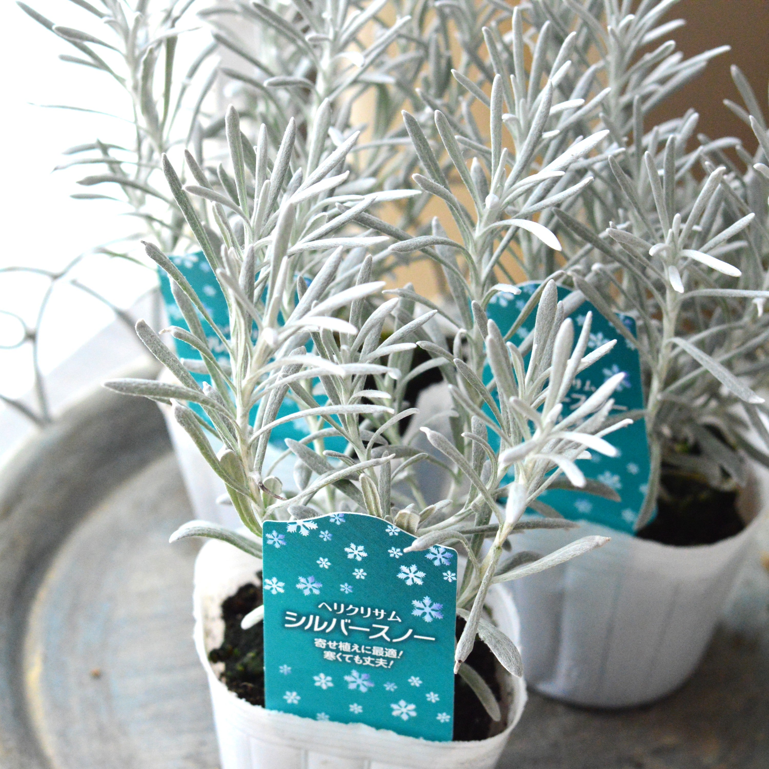 【寄せ植えに】 ヘリクリサム 『シルバースノー』 3寸POT