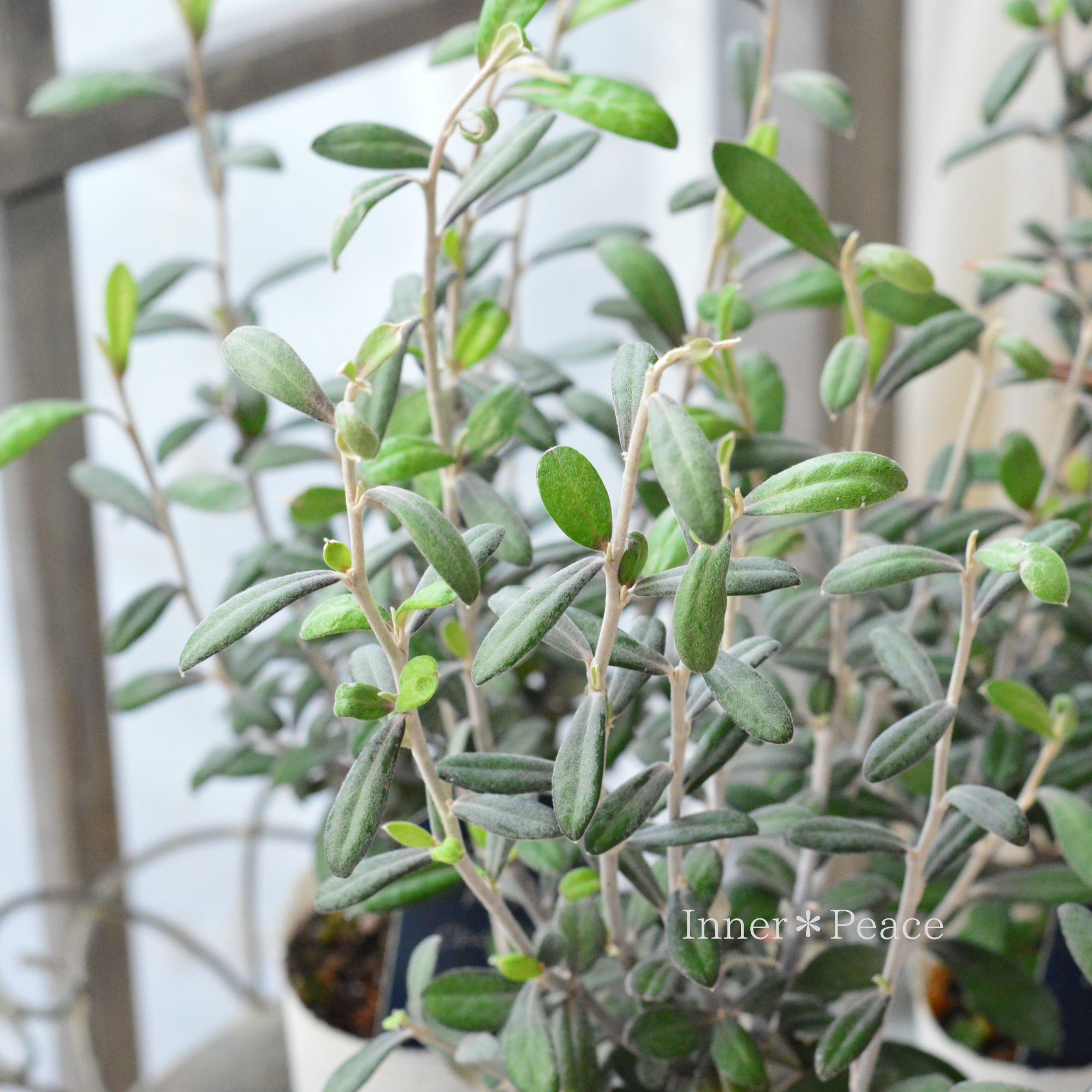 【寒さに強い】 コロキア 『フロステッドチョコレート』 3寸POT