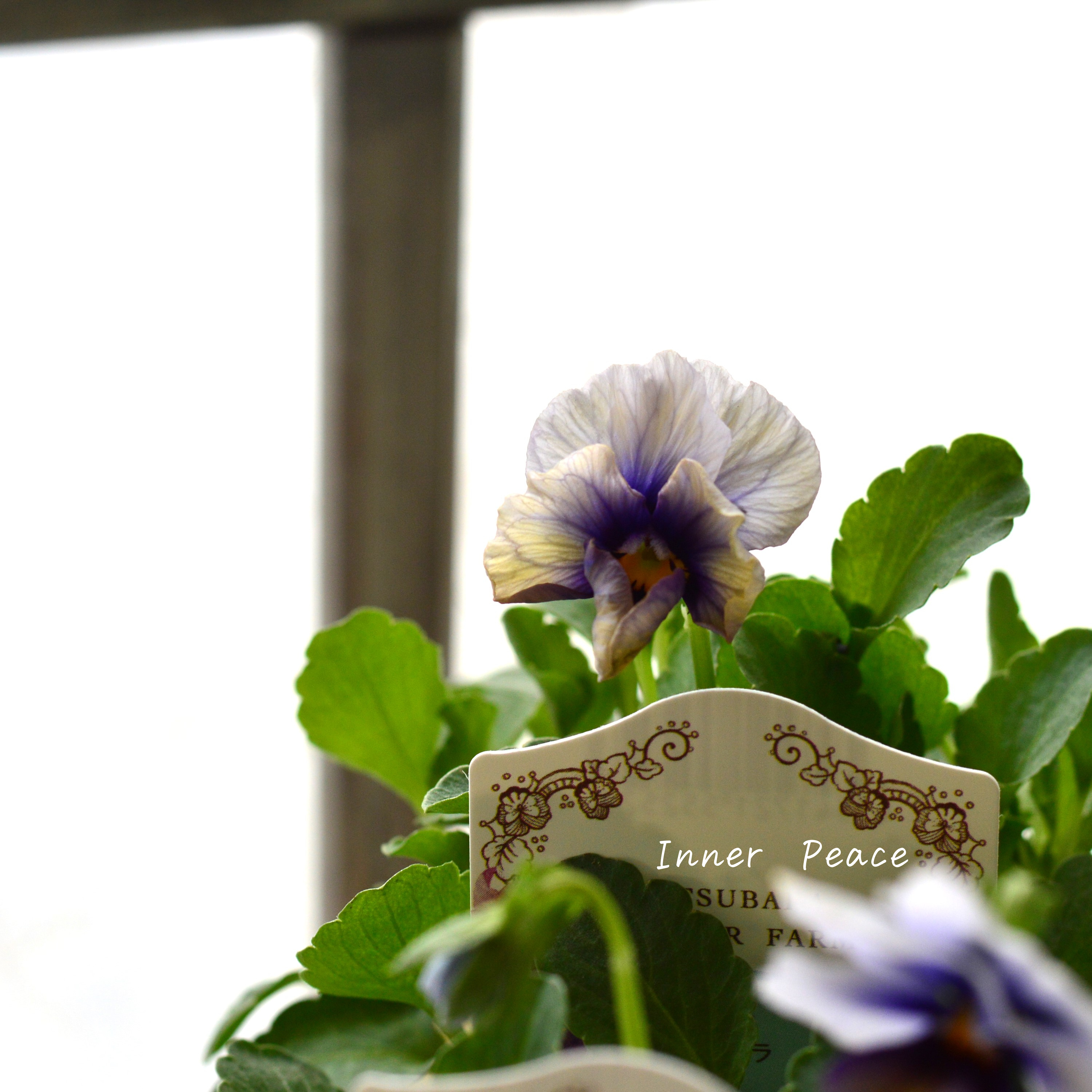 【マツバラフラワーファームさん】 ビオラ 『エマーブル・ムーンライト』 3寸ロングPOT