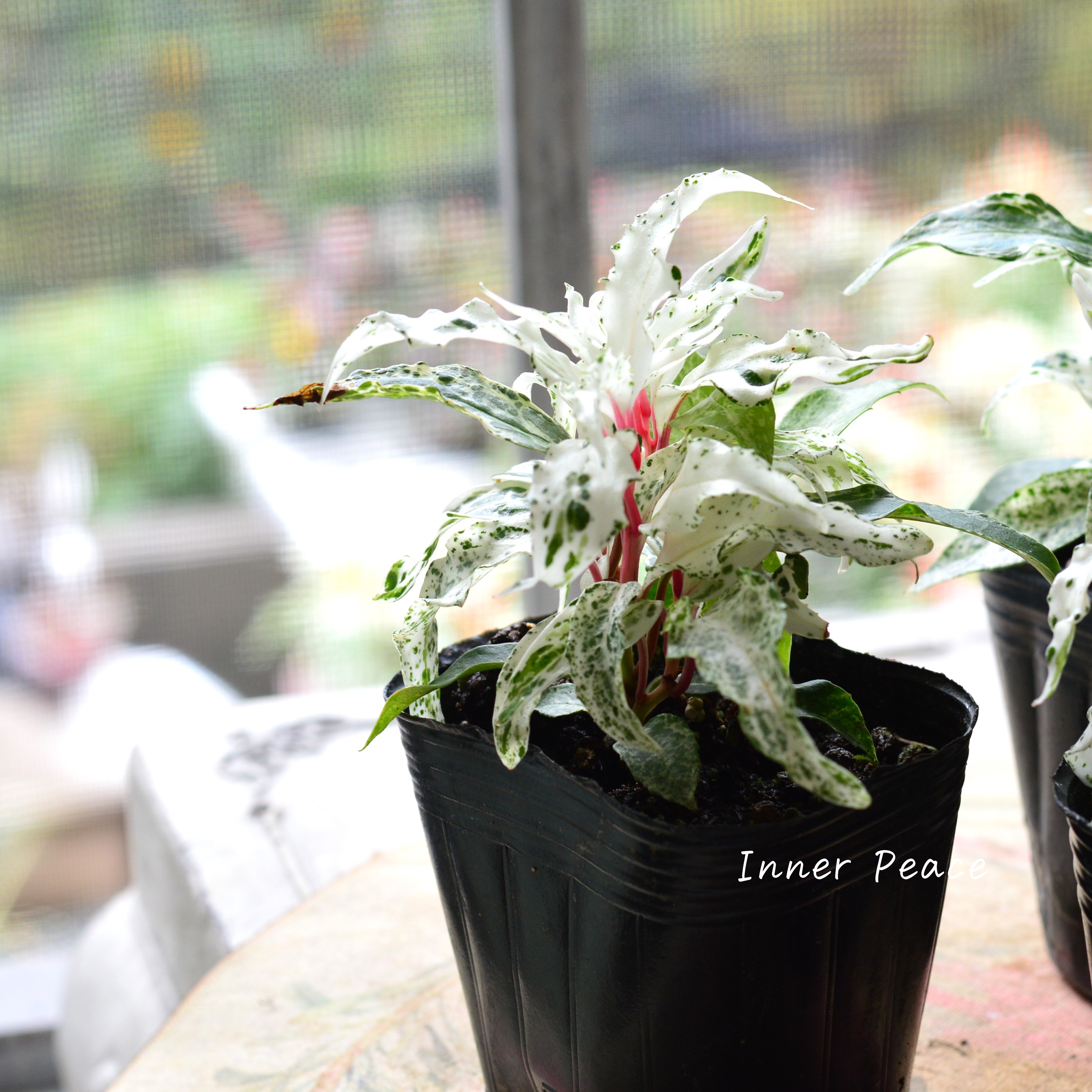 【美しい】 美男カズラ 『紅吹雪』 3寸POT