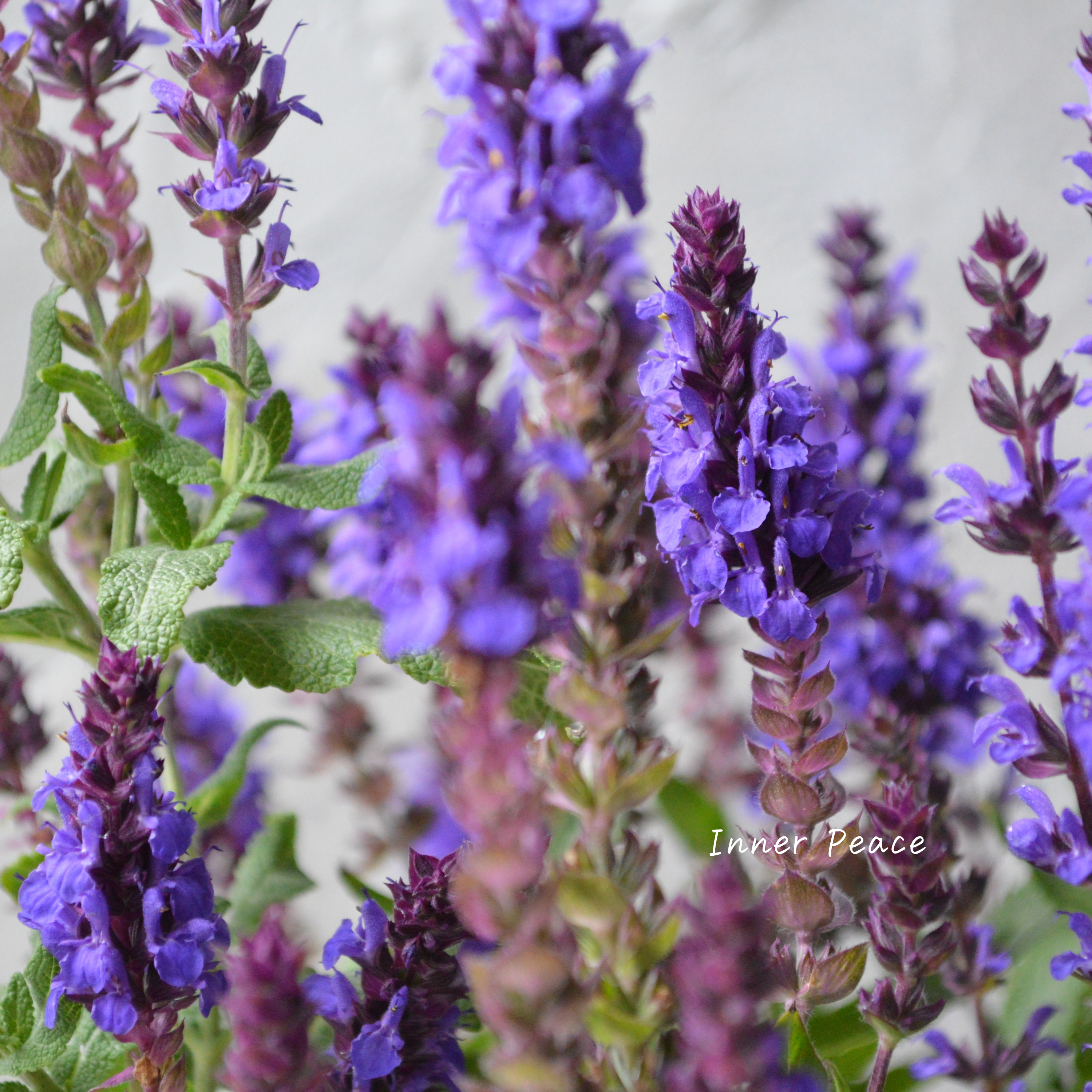 【宿根】 サルビア 『ディメンションブルー』 3.5寸POT