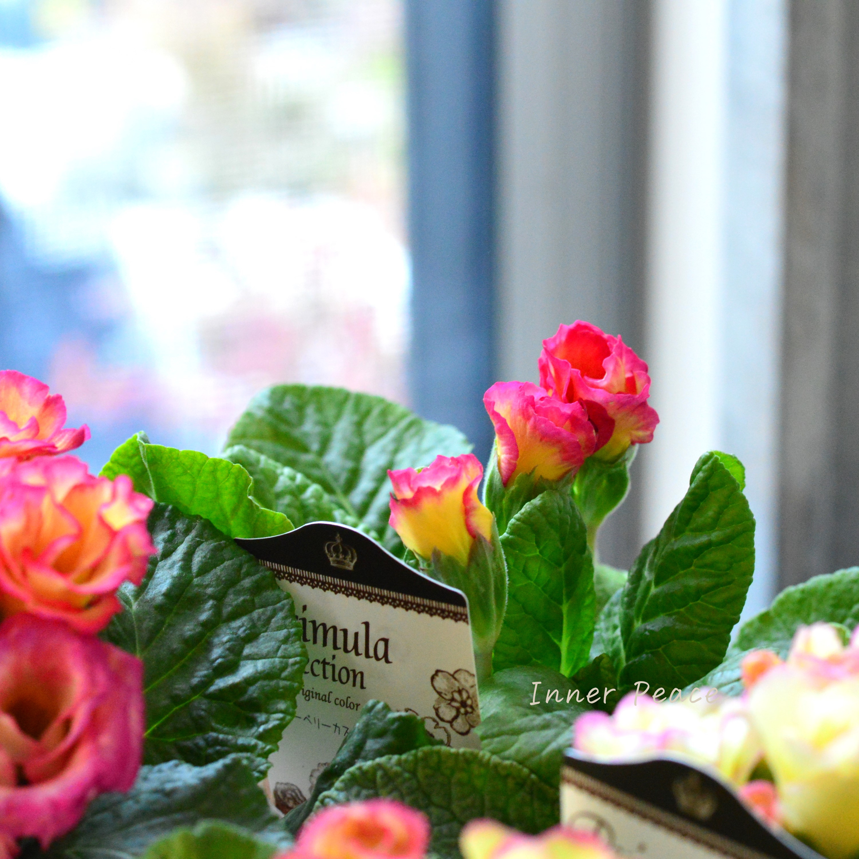 【k-plantsさん】 バラ咲き プリムラ 『ベリーベリーカスタード』 2.5寸ロングPOT