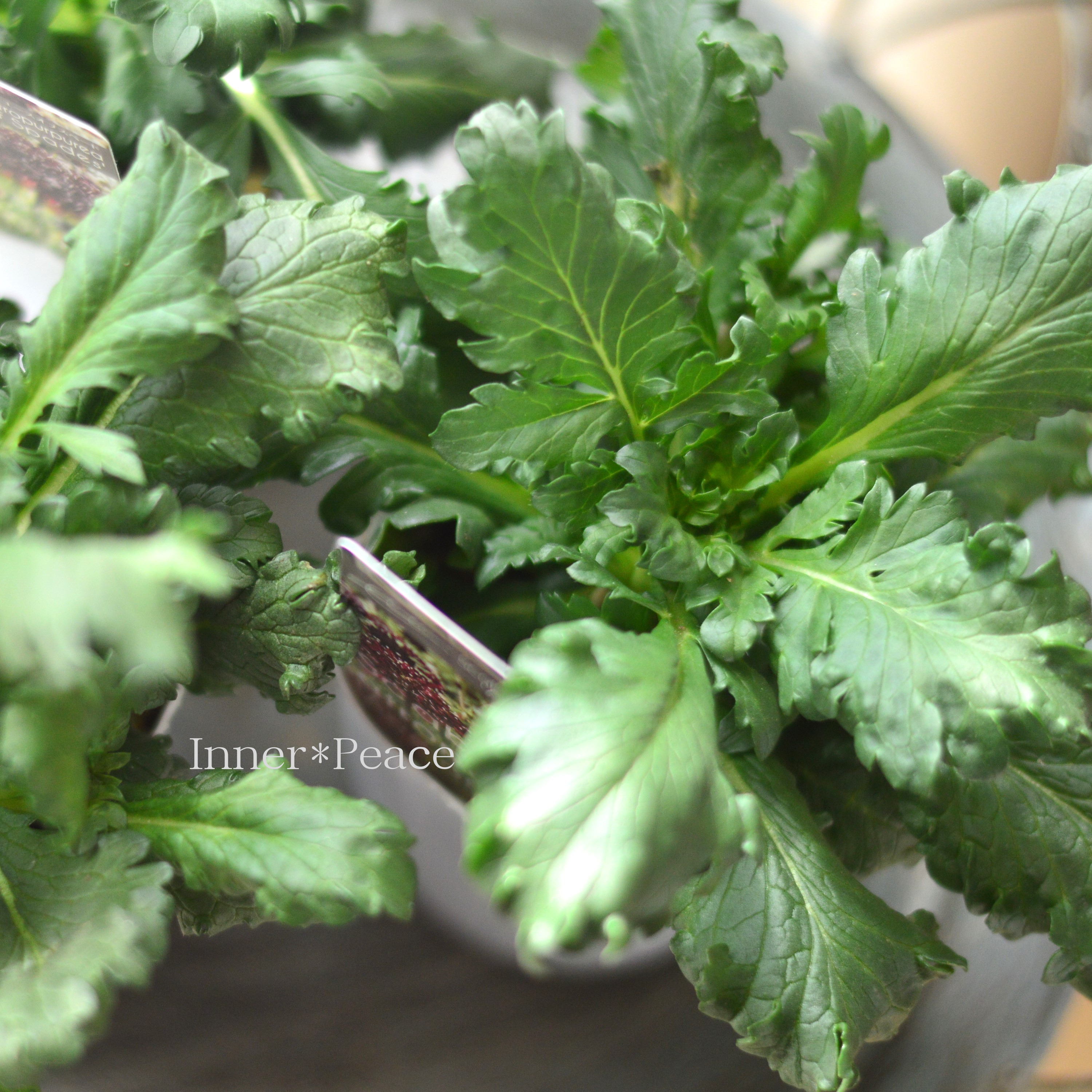 【暑さ寒さに強い】 スカビオサ 『エースオブスペード』 植え込み用 3寸POT