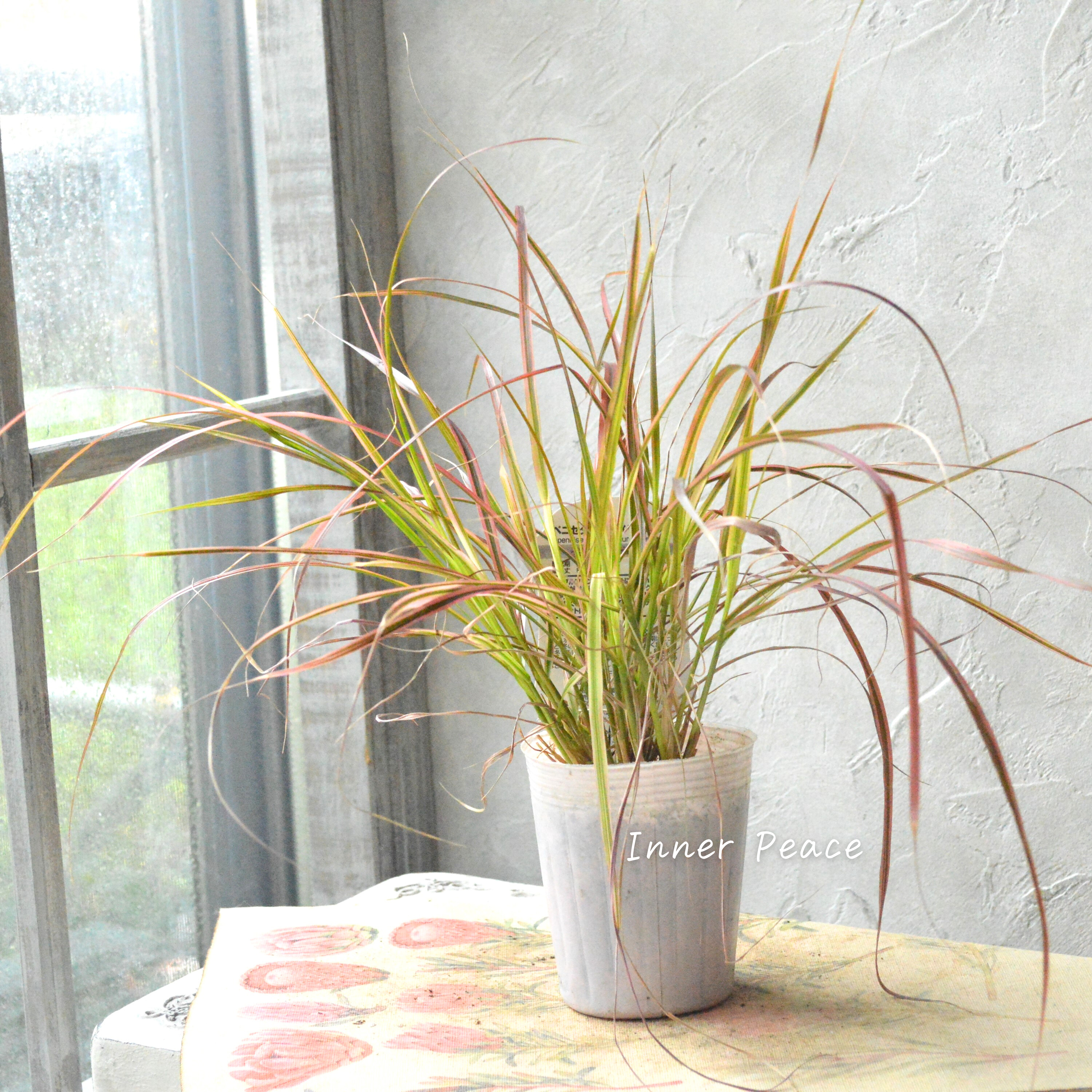 【美しい】ペニセタム 『ファイヤーワークス』 3寸ロングPOT