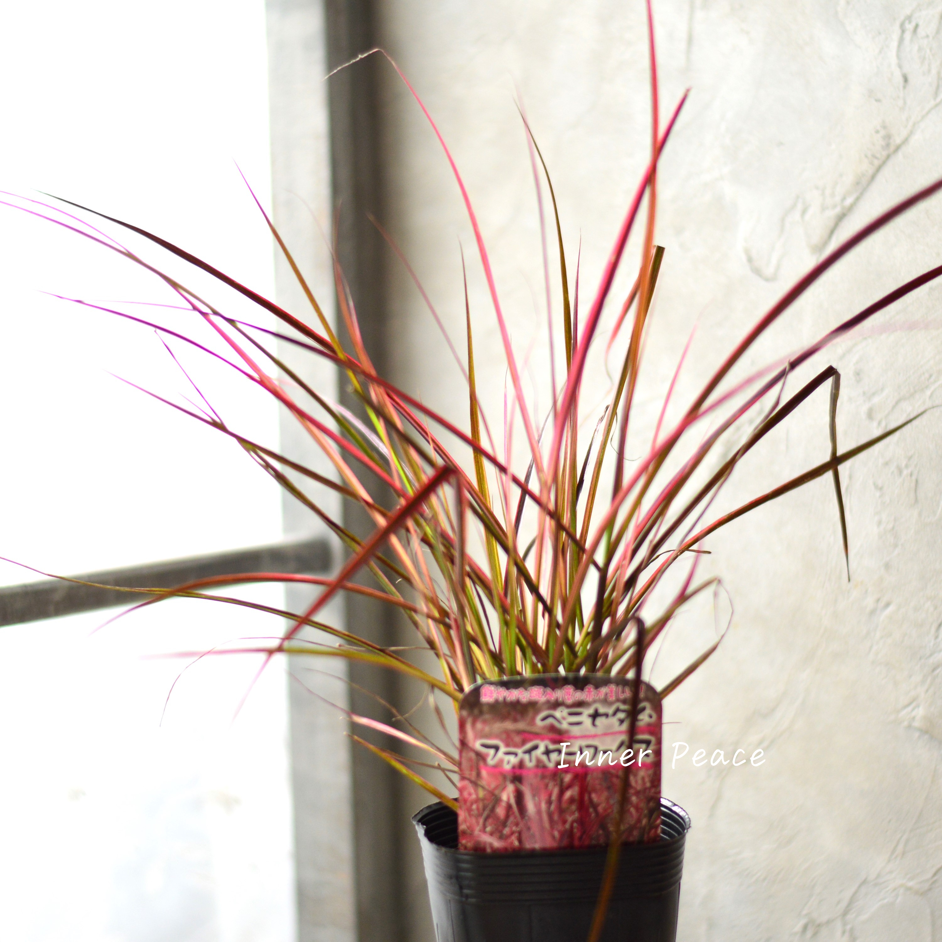 【美しい】ペニセタム 『ファイヤーワークス』 3寸ロングPOT