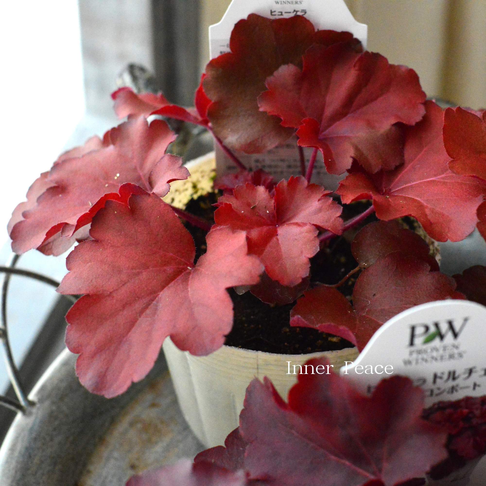 【PW】 ヒューケラ ドルチェ 『チェリーコンポート』 3.5寸POT