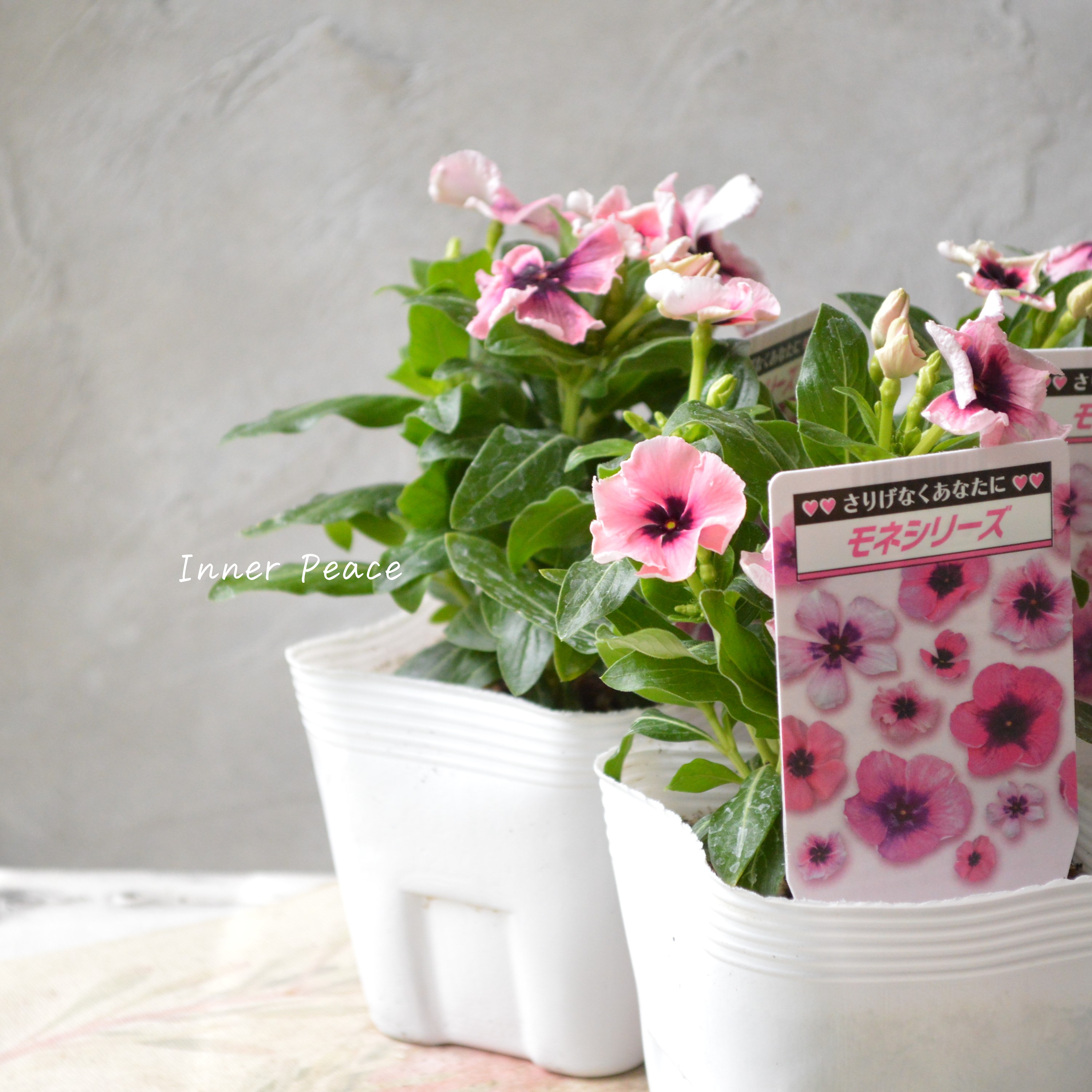 【北島園芸さん】 ニチニチソウ 『モネフリル』 3.5寸POT