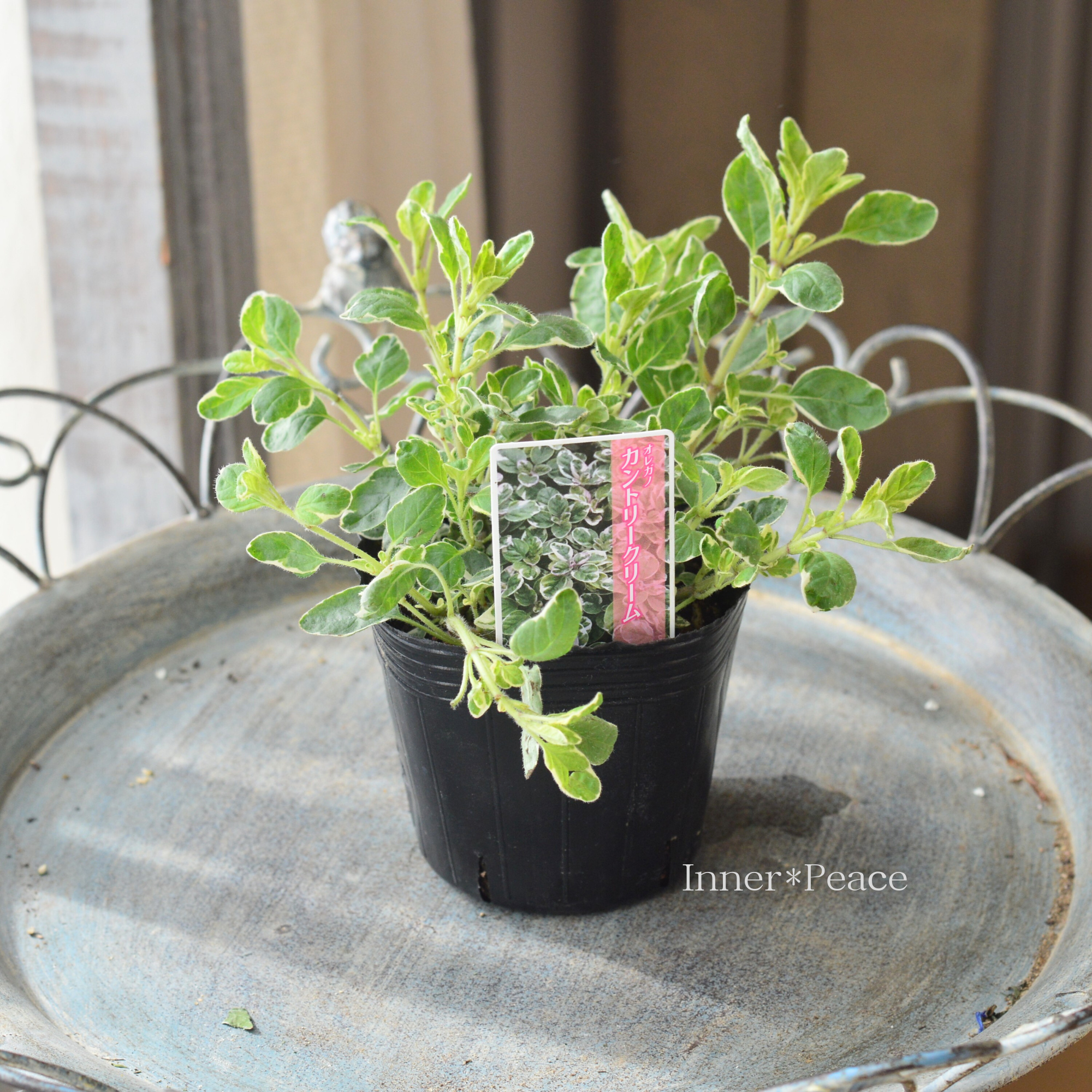 【斑入り】 オレガノ 『カントリークリーム』 3寸POT