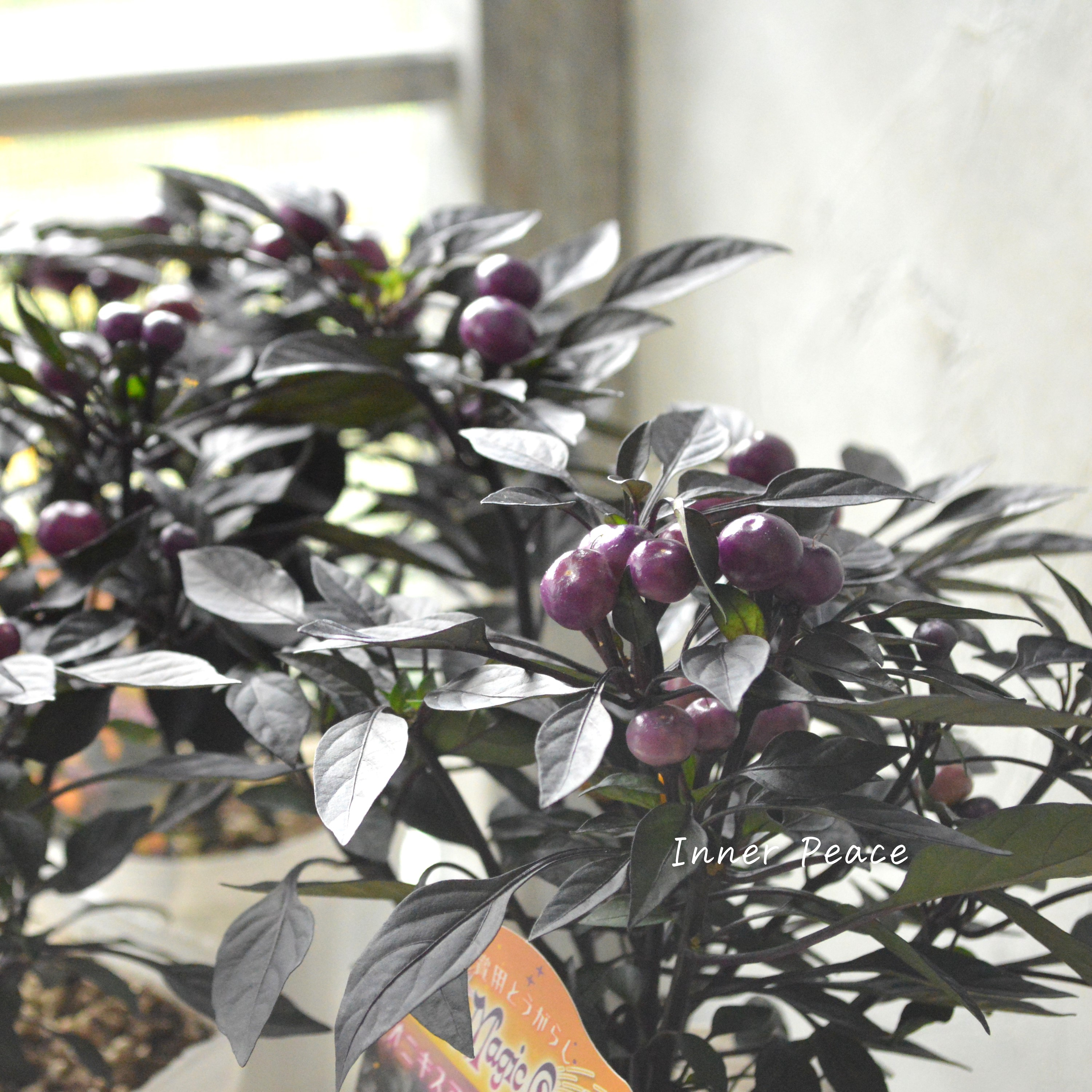 【暑さに強い】 トウガラシ 『オニキスマジックオレンジ』 3寸POT