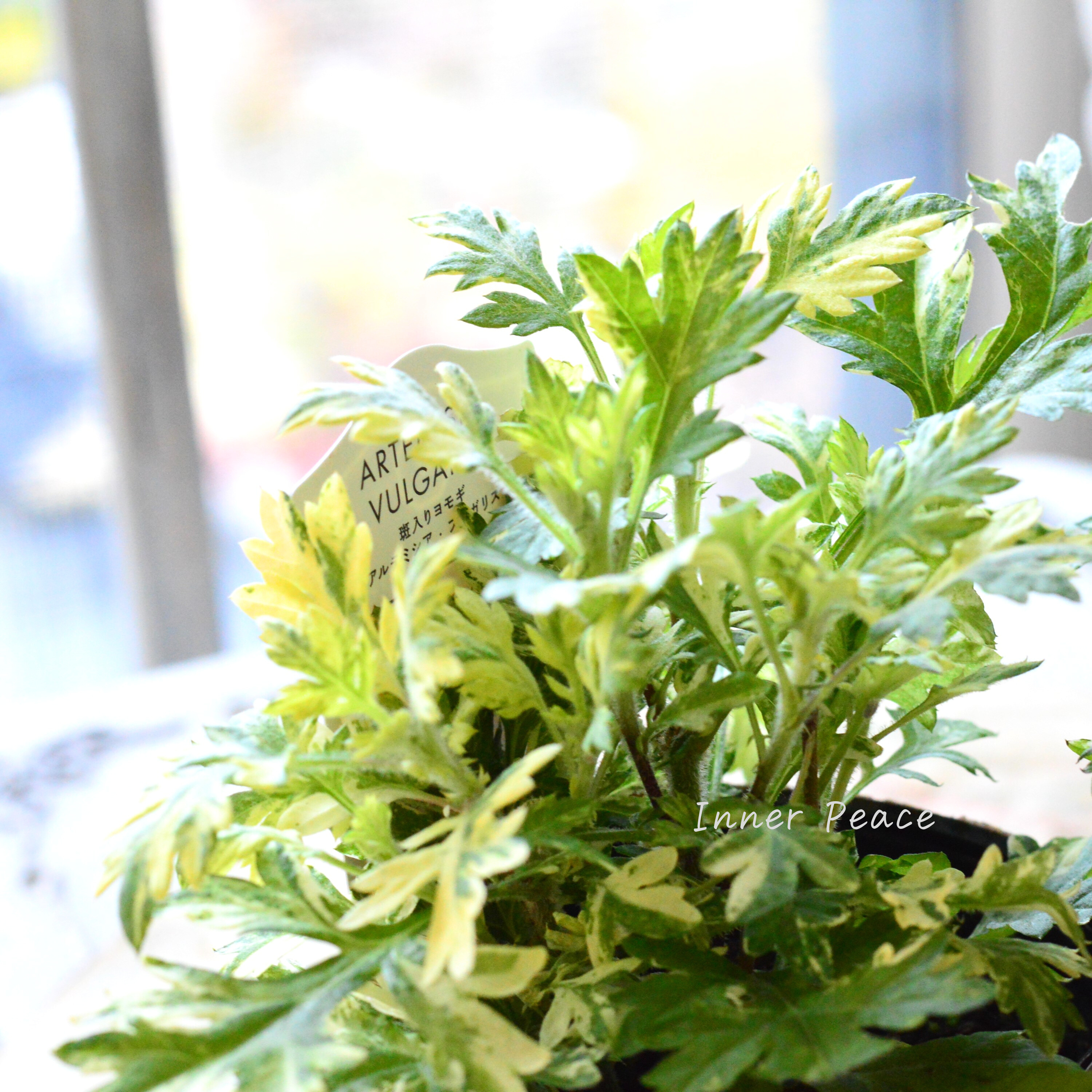 【斑入り】 アルテミシア・ブルガリス(オウシュウヨモギ) 3寸POT