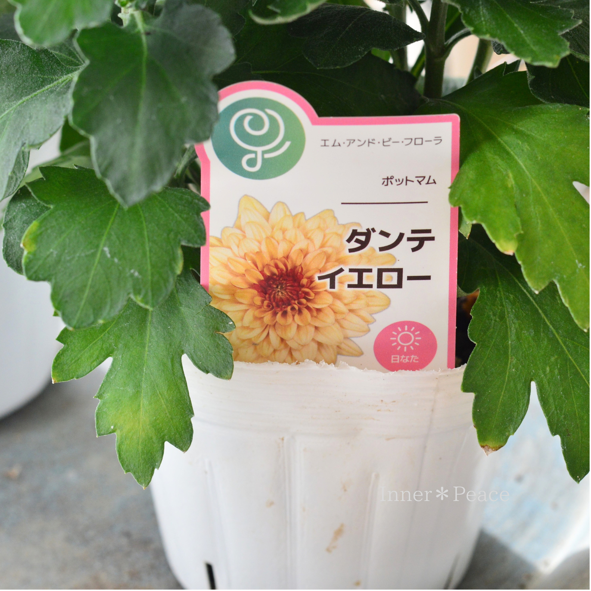 【秋の花】 ポットマム 『ダンテ・イエロー』 3.5寸POT