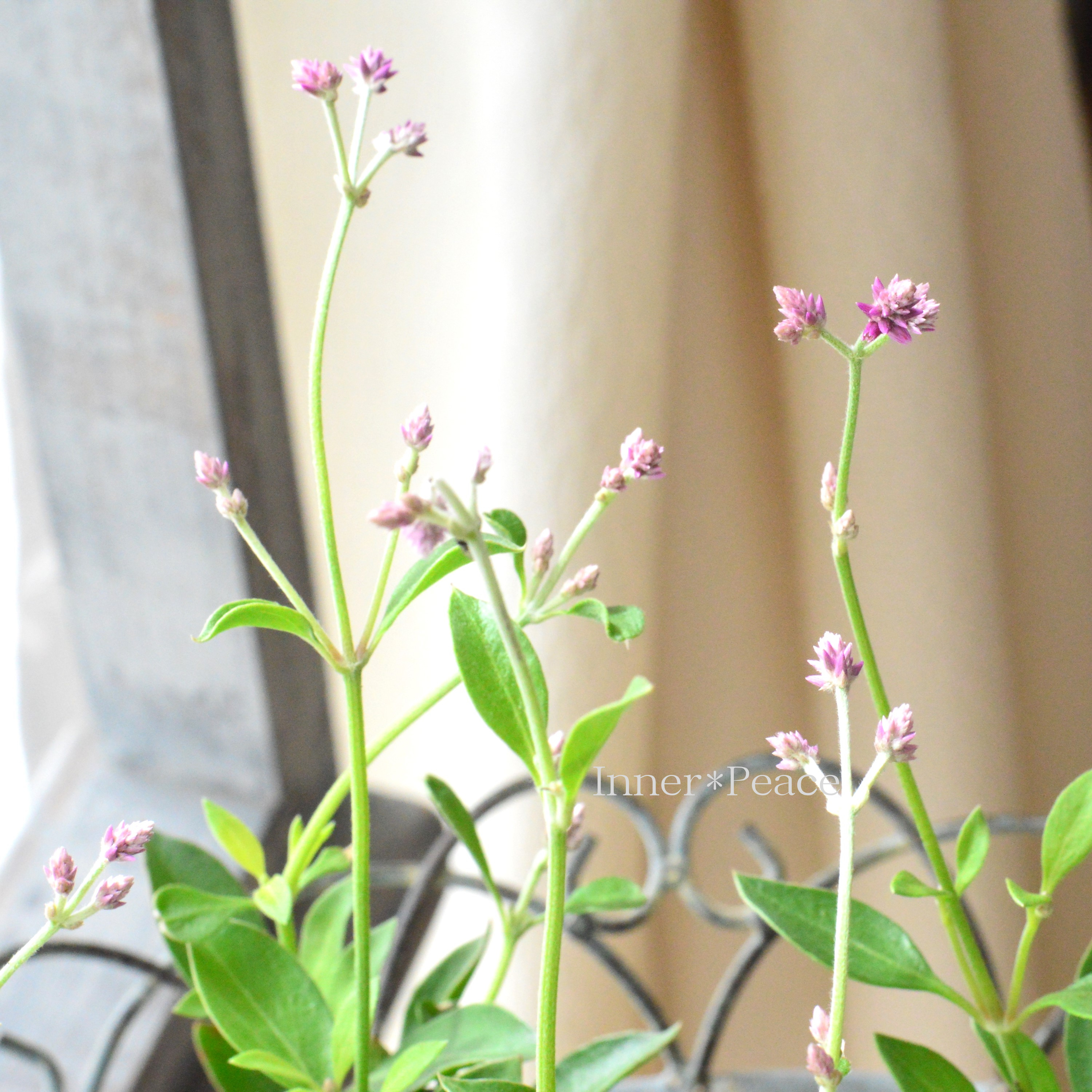 【かわいい】 アルテルナンテラ 『アルテミス』 3寸POT