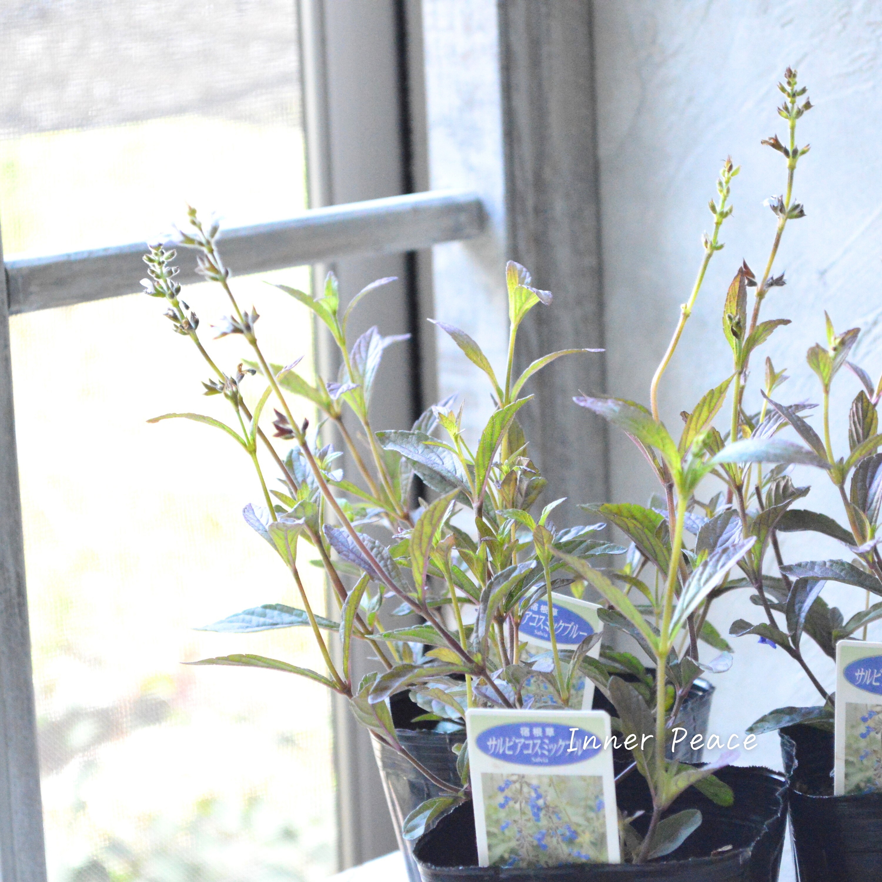 【宿根】 サルビア 『コスミックブルー』 3寸POT