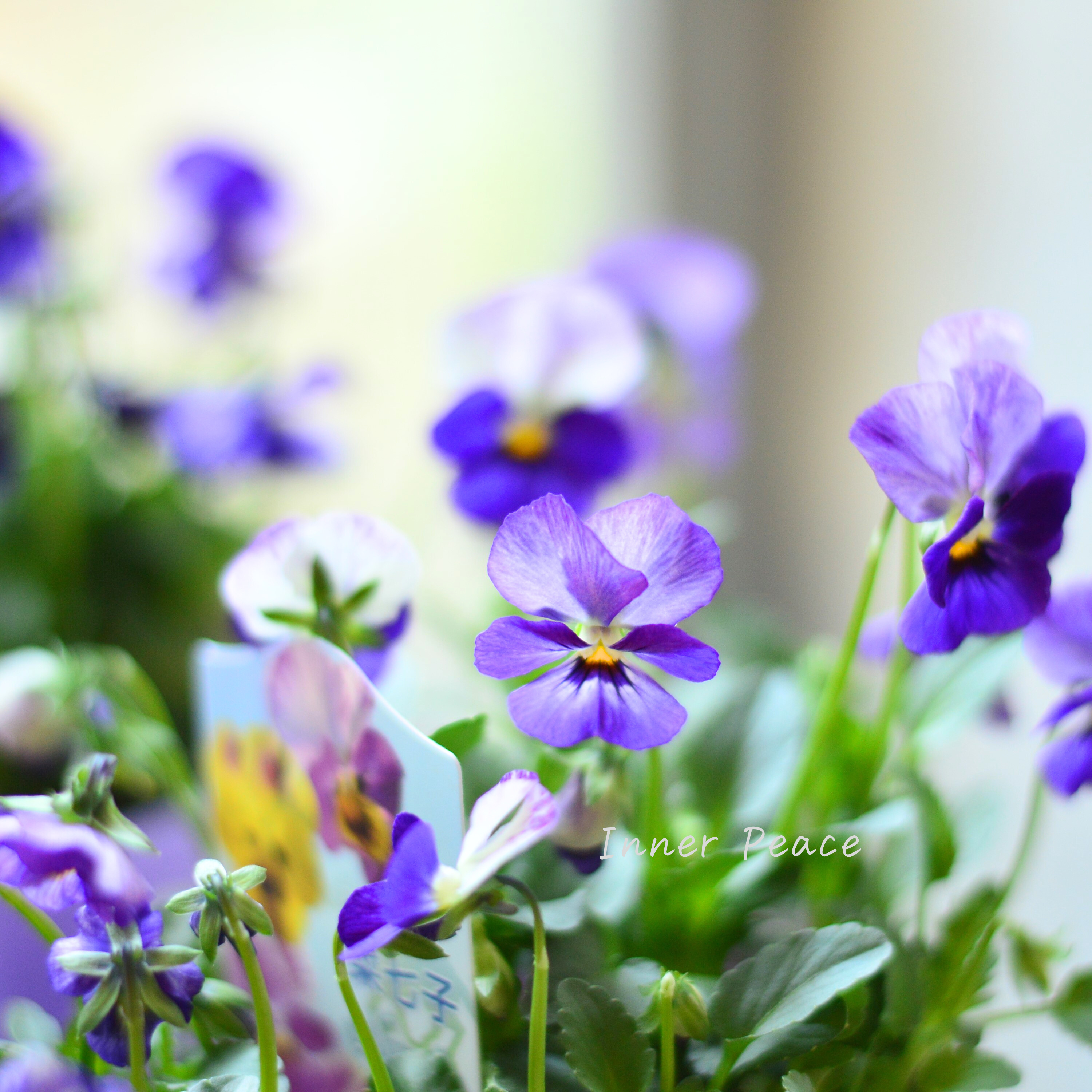 【花夢園芸さん】 ビオラ 『菜七子・Aタイプ』 3寸ロングPOT