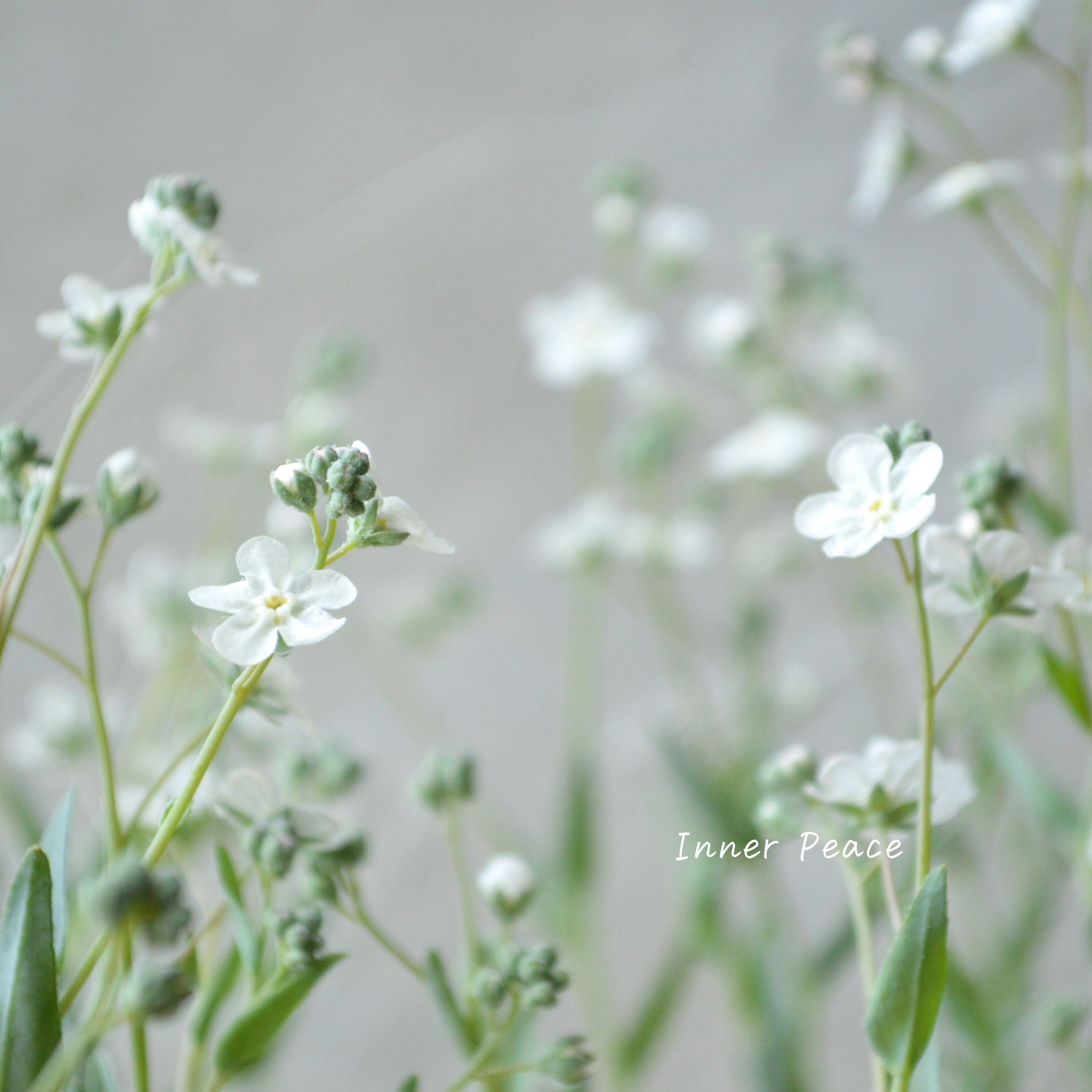 【かわいい】 オンファロデス 『リニフォリア』植え込み用 3寸ロングPOT