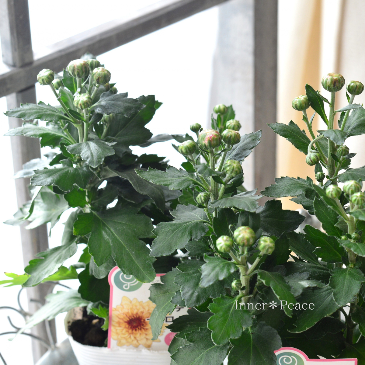 【秋の花】 ポットマム 『ダンテ・イエロー』 3.5寸POT