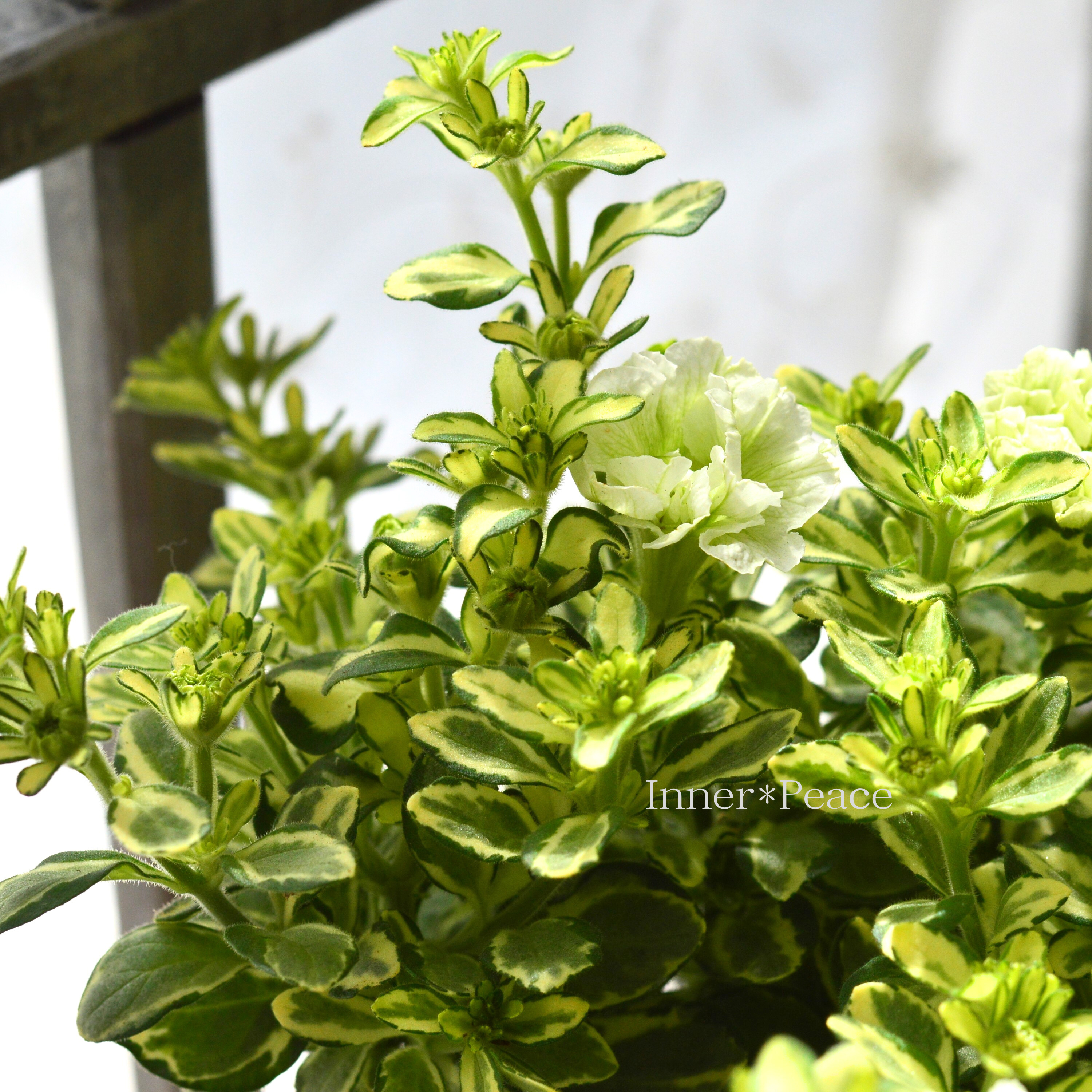 【希少】 斑入りペチュニア 『ルアナフーカ』 3.5寸POT