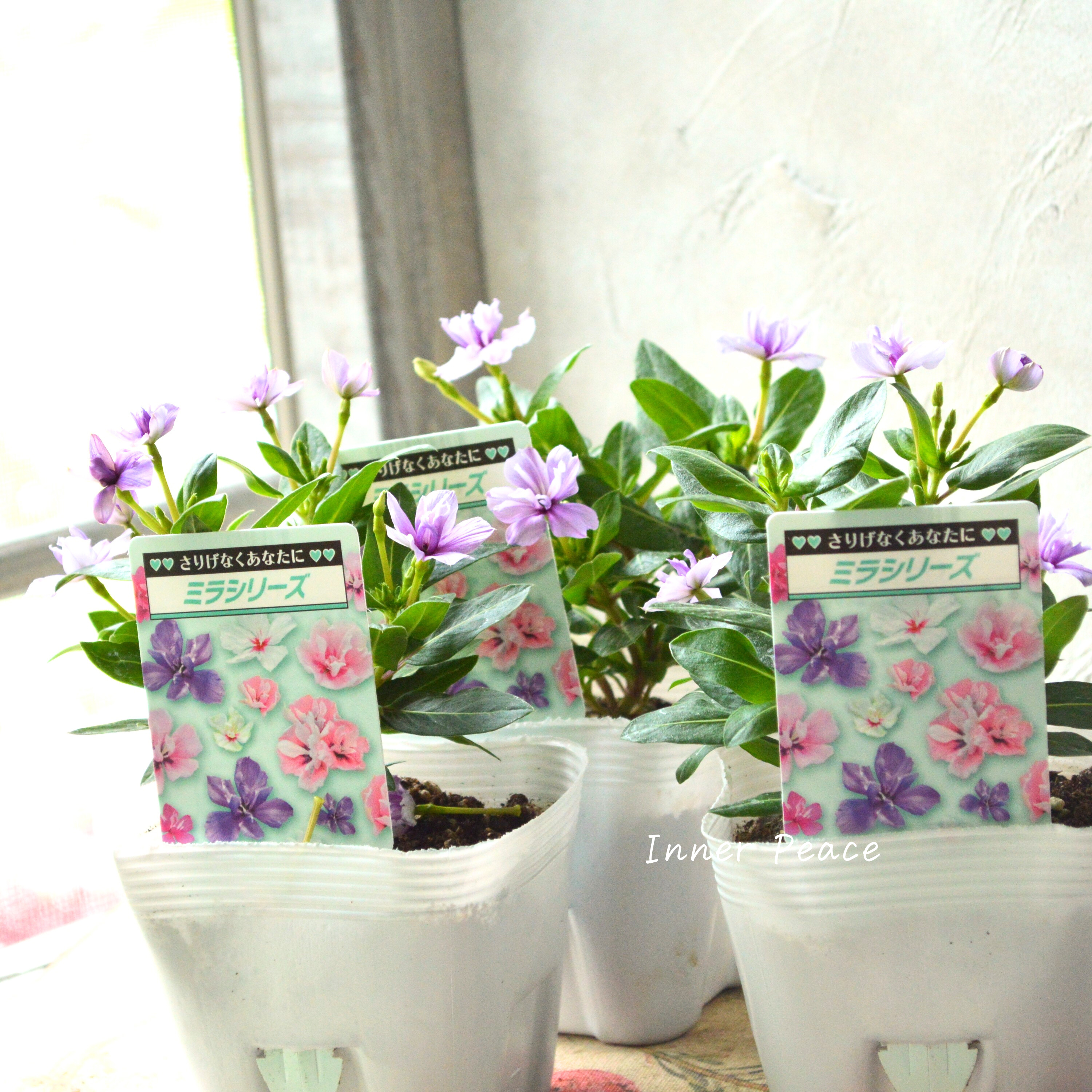 【北島園芸さん】 ニチニチソウ(八重咲き) 『ミラシリーズ・ウィスタリア』 3.5寸POT