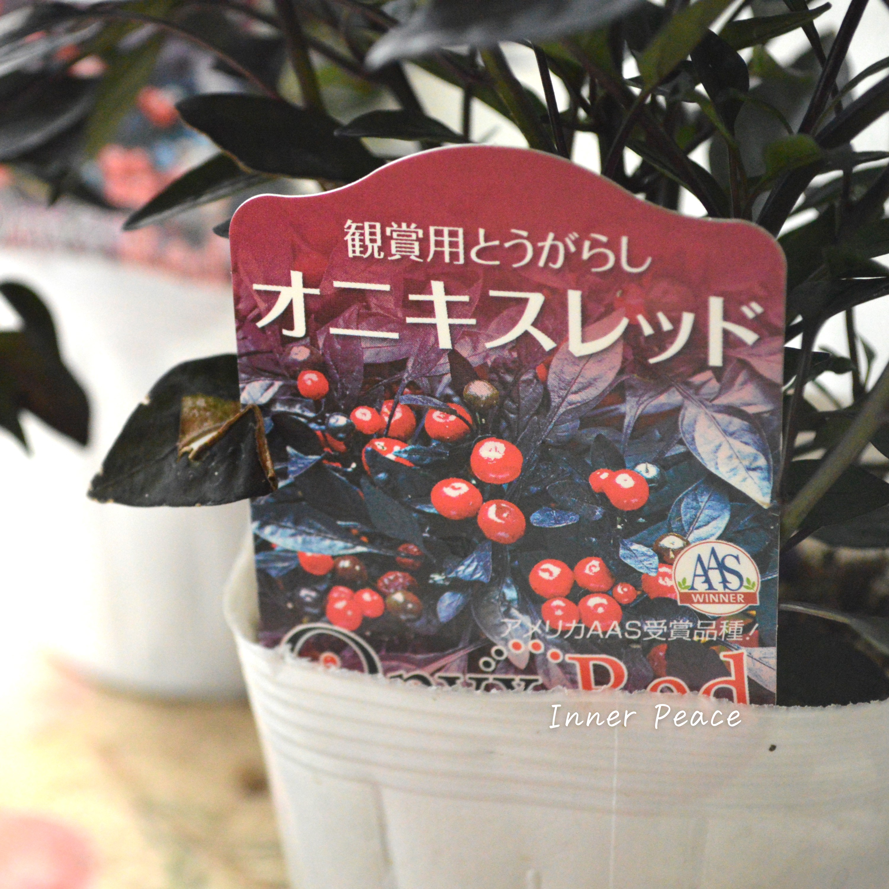 【暑さに強い】 トウガラシ 『オニキスレッド』 3寸POT