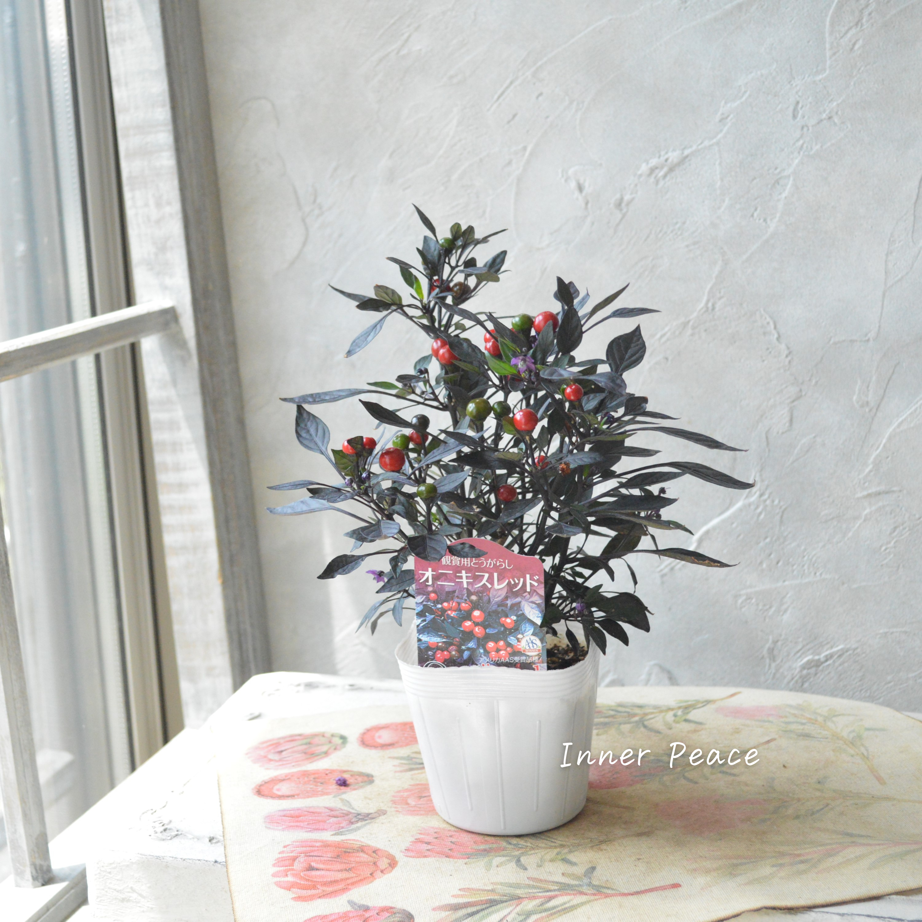 【暑さに強い】 トウガラシ 『オニキスレッド』 3寸POT