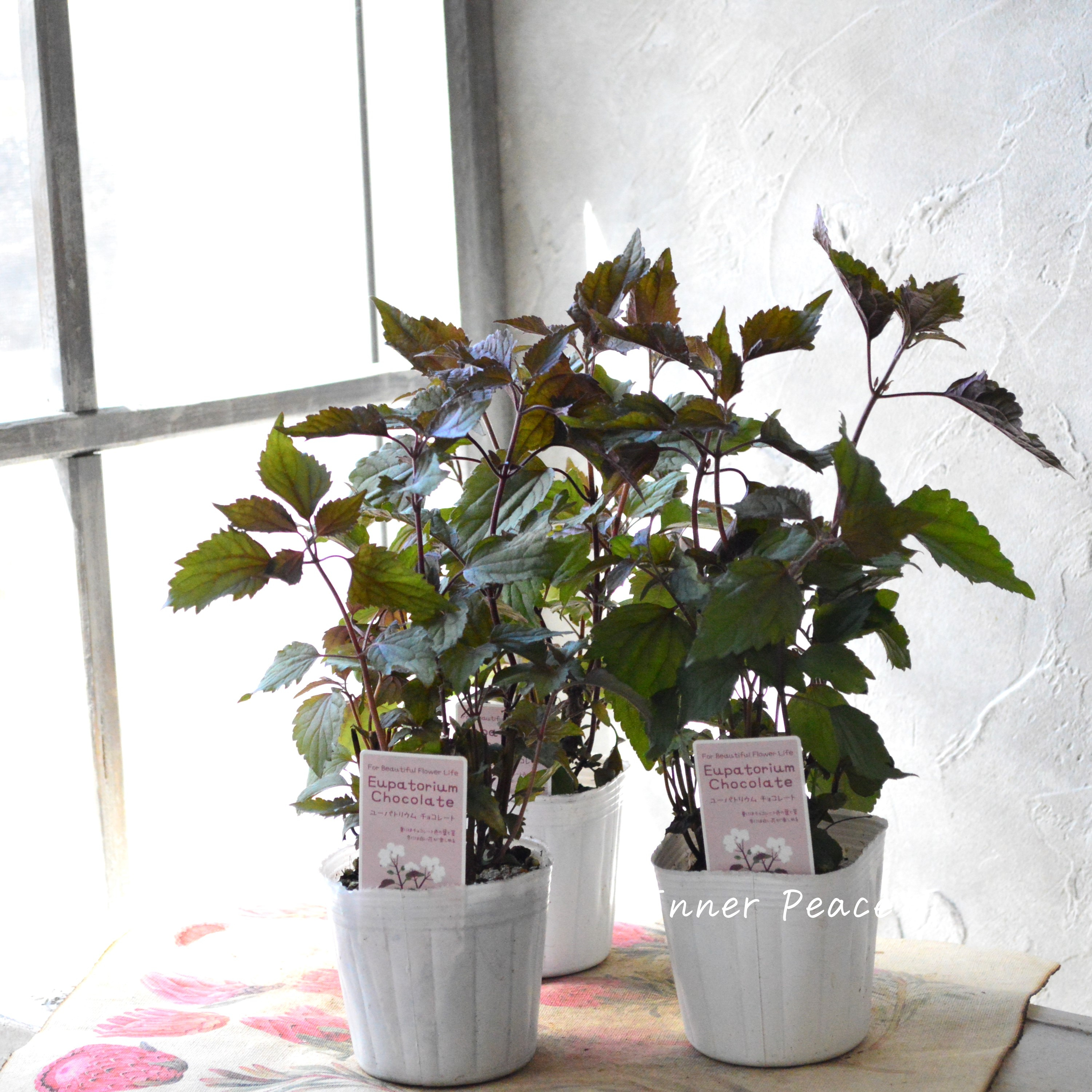 【暑さ寒さに強い】 ユーパトリウム 『チョコレート』 3寸POT