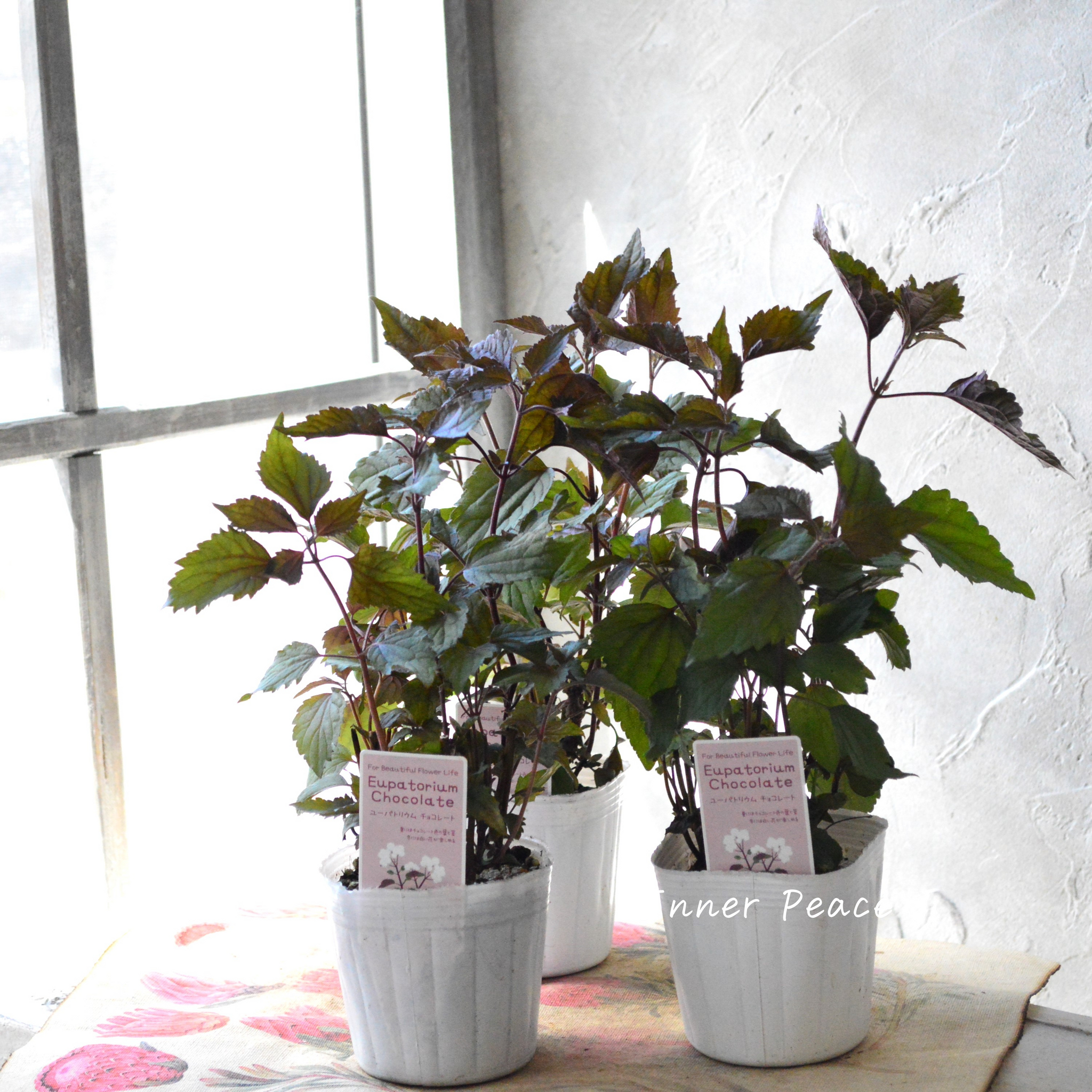 【花苗】ユーパトリウム チョコレート タグ付き正規品　ポット毎発送 花苗】ユーパトリウム チョコレート タグ付き正規品 ポット毎発送