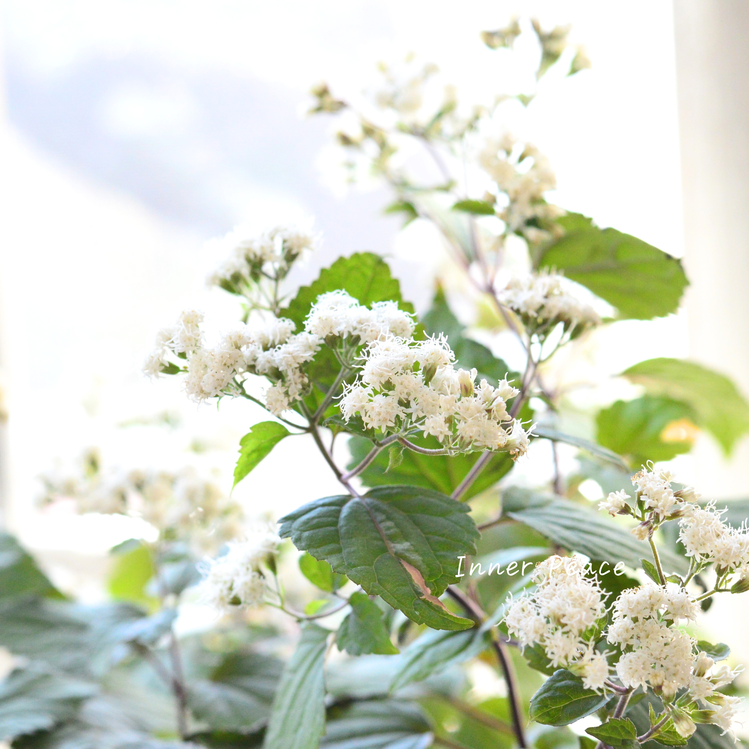 【暑さ寒さに強い】 ユーパトリウム 『チョコレート』 3寸POT