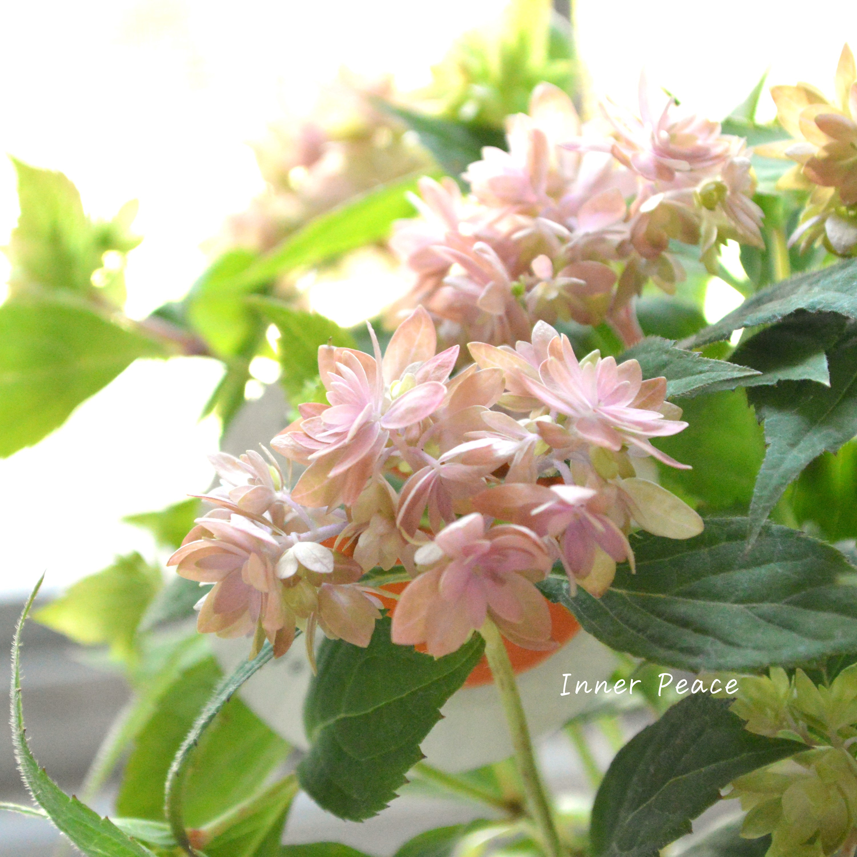 【吉岡麗子さん】 紫陽花 (ぽじさい)『マルルー・ピンク系』 3号POT