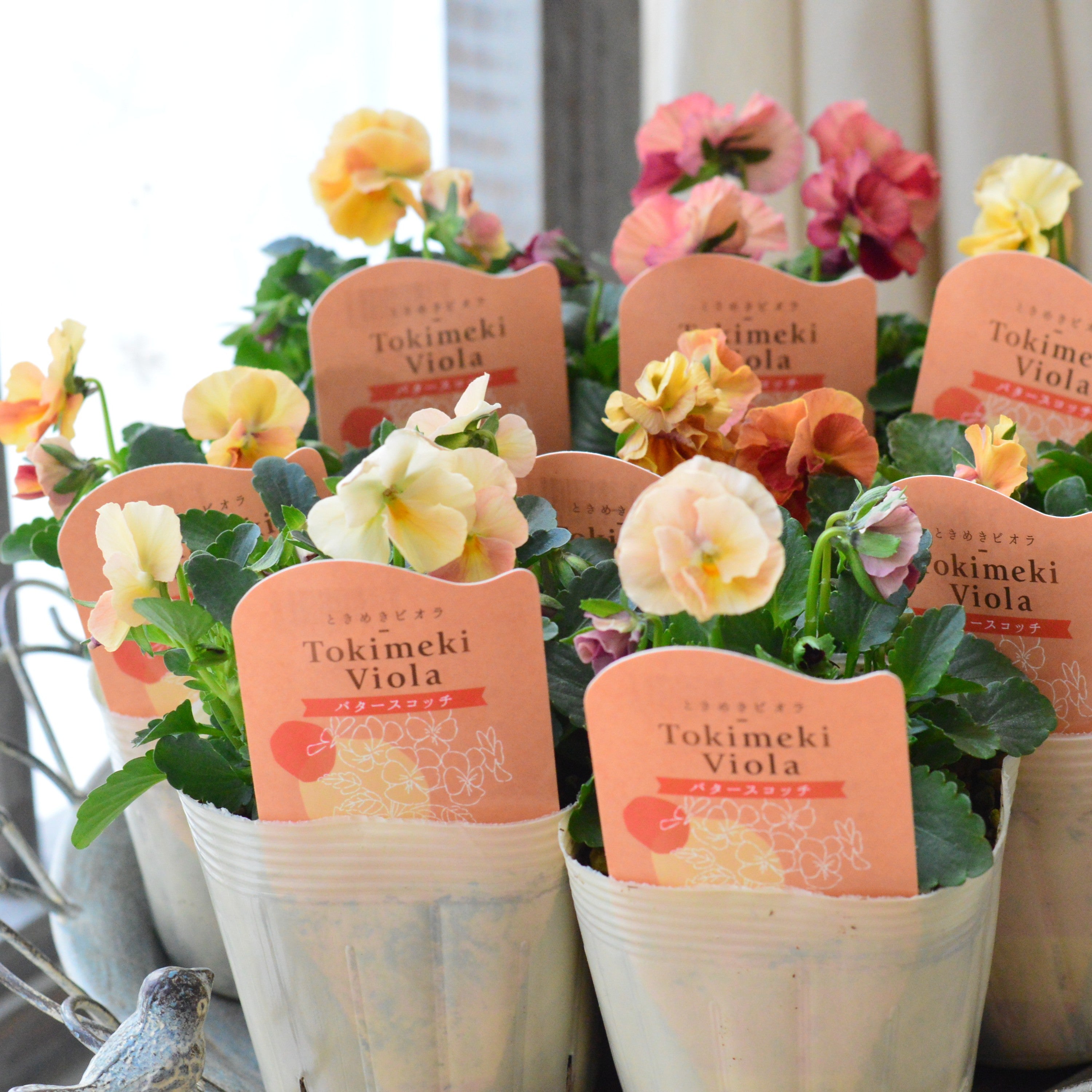 【希少】 ときめきビオラ 『バタースコッチ』 3.5寸POT
