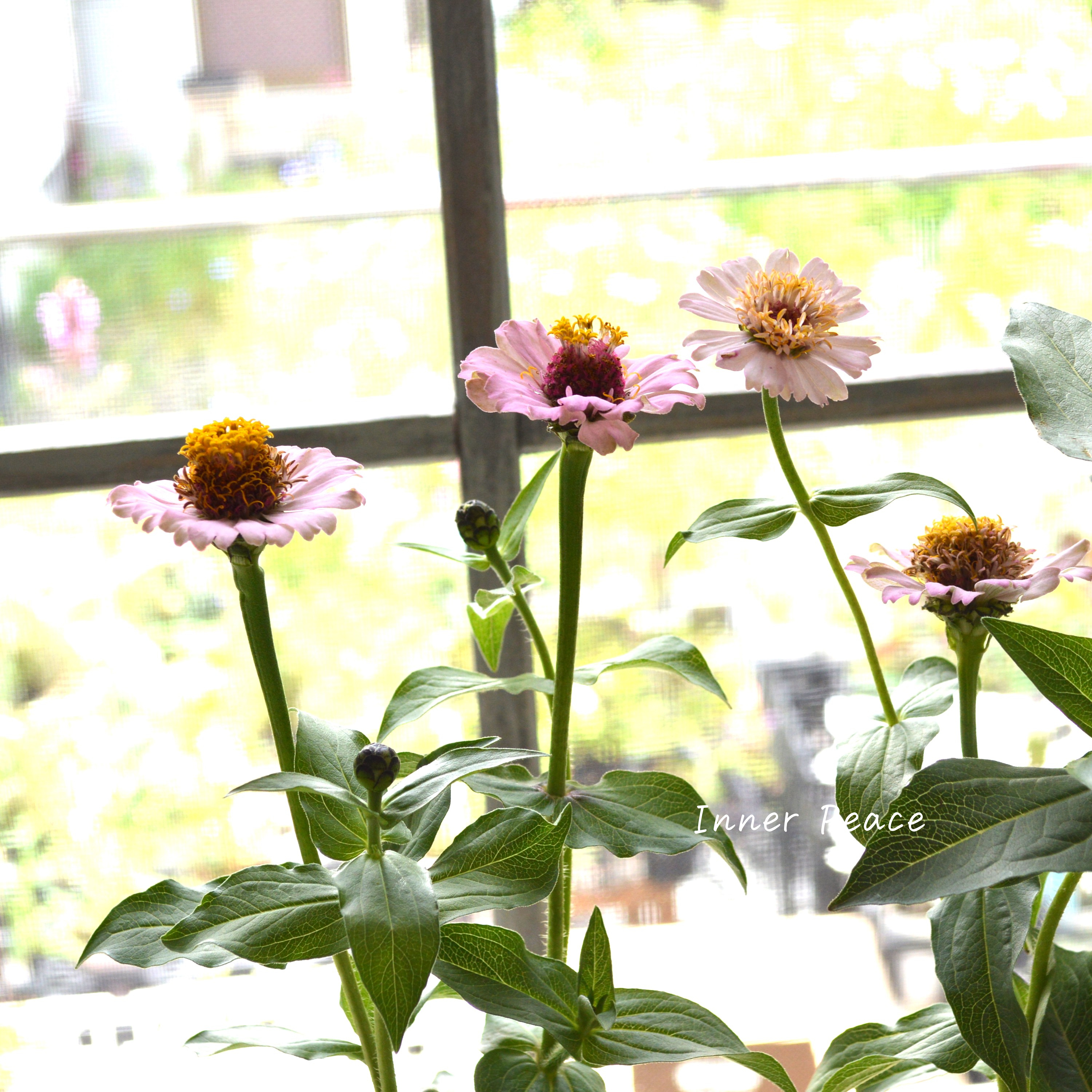 【かわいい】 ジニア 『シンデレラ・ライラック』 3.5寸POT