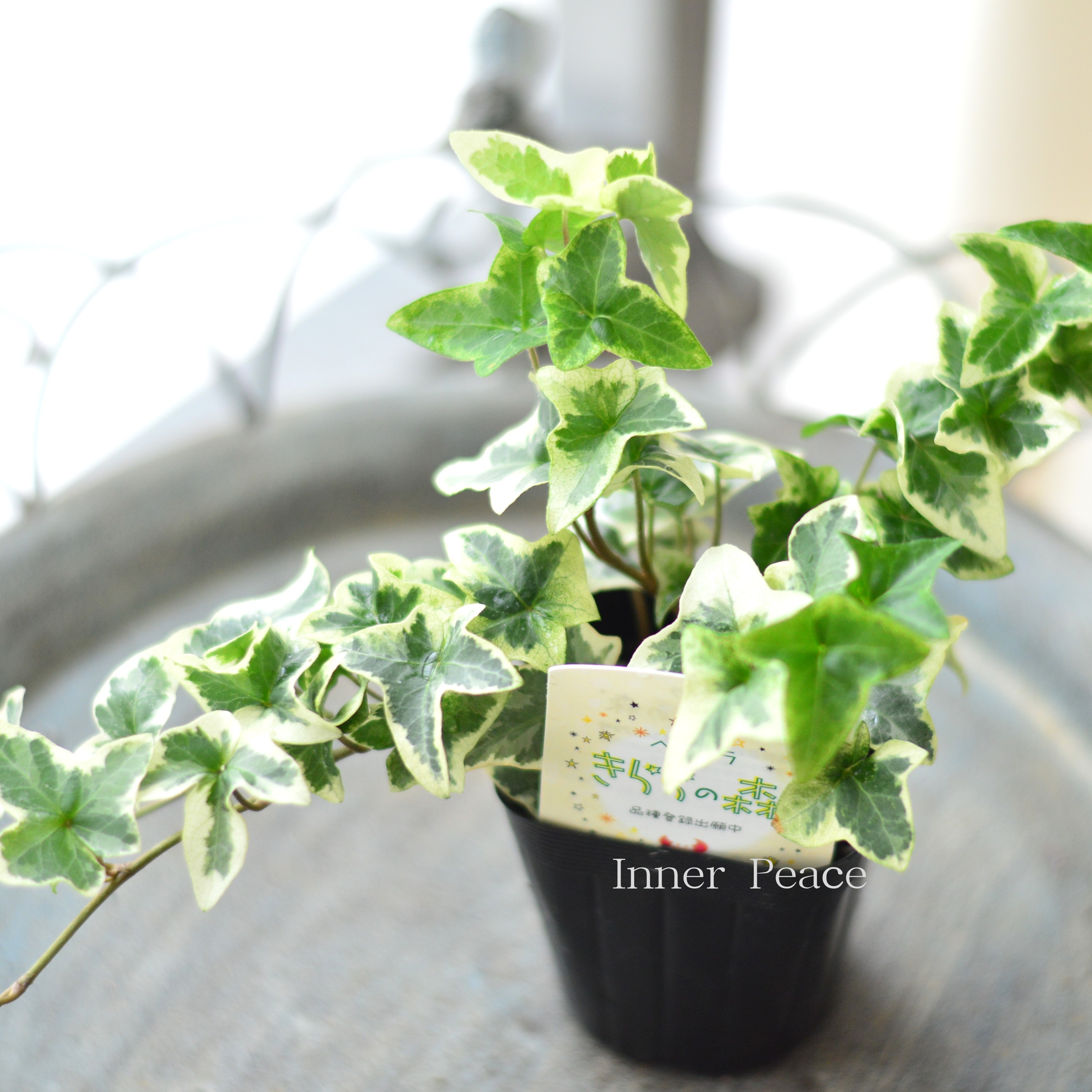 【広野園芸さん】 ヘデラ 『きららの森』 2.5寸~3寸POT