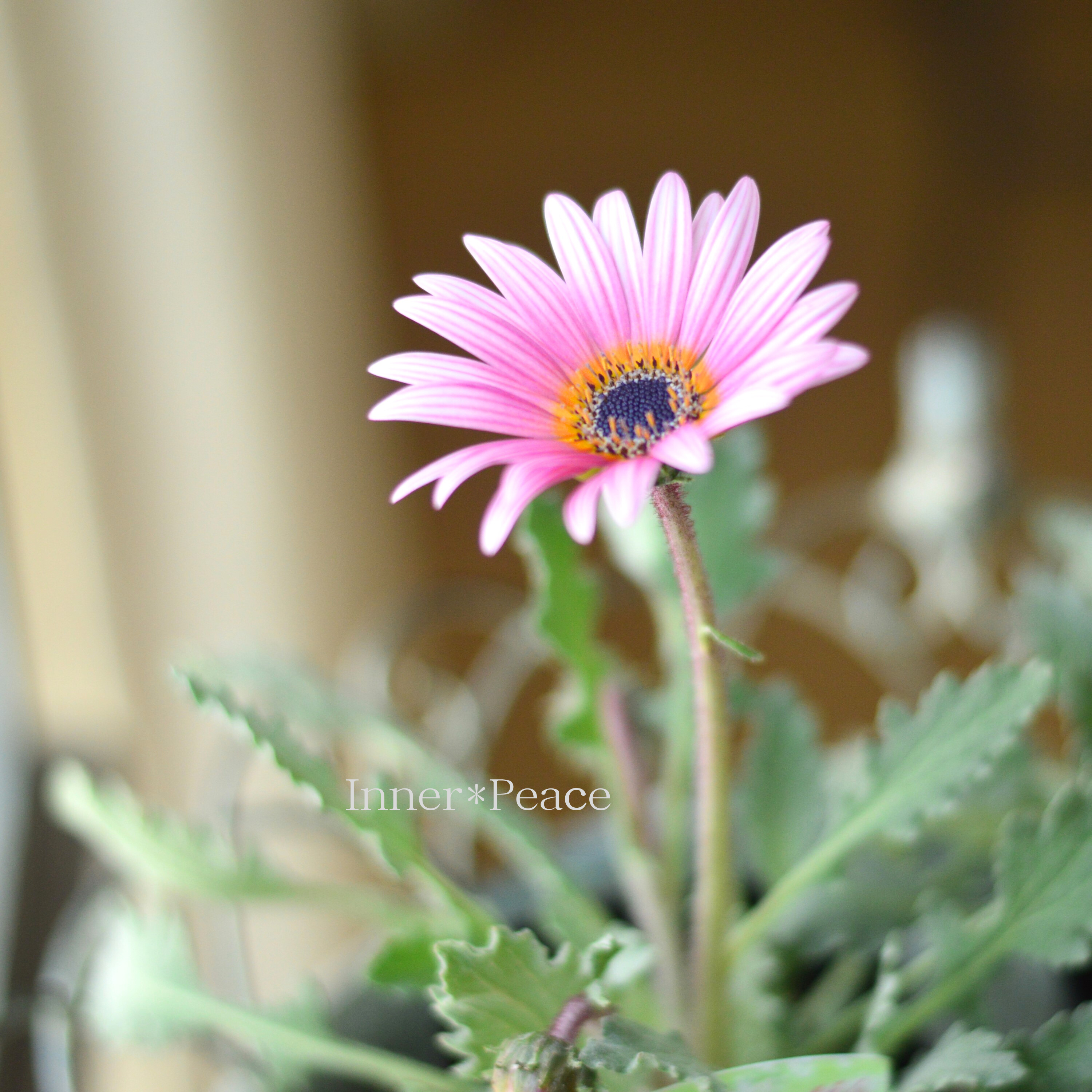 【かわいい】 アークトチス 『プリュネル』 3寸POT