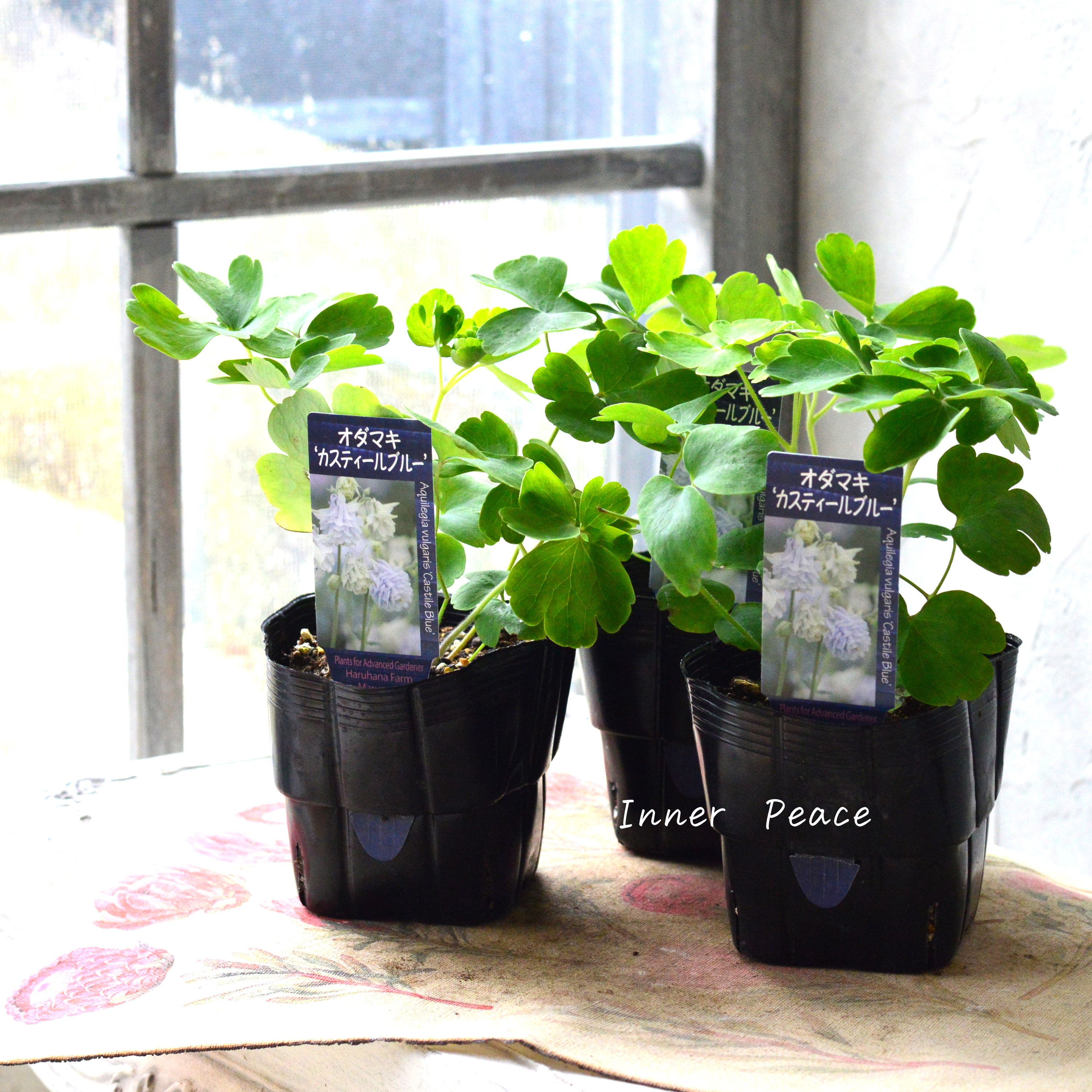 【希少】 八重咲きオダマキ 『カスティールブルー』 3.5寸POT