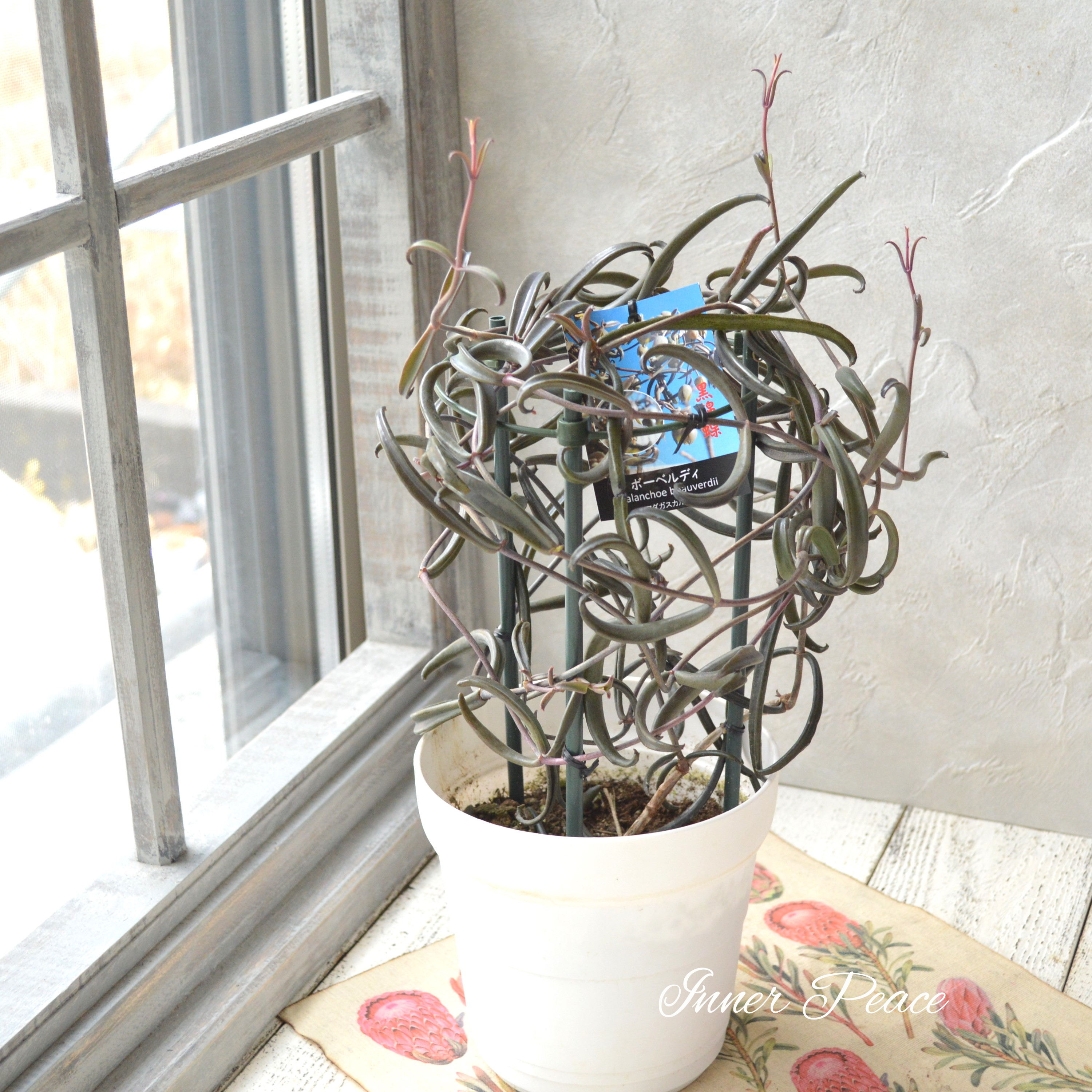 【希少】 カランコエ ボーベルディ『黒錦蝶~コクキンチョウ~』 5号鉢