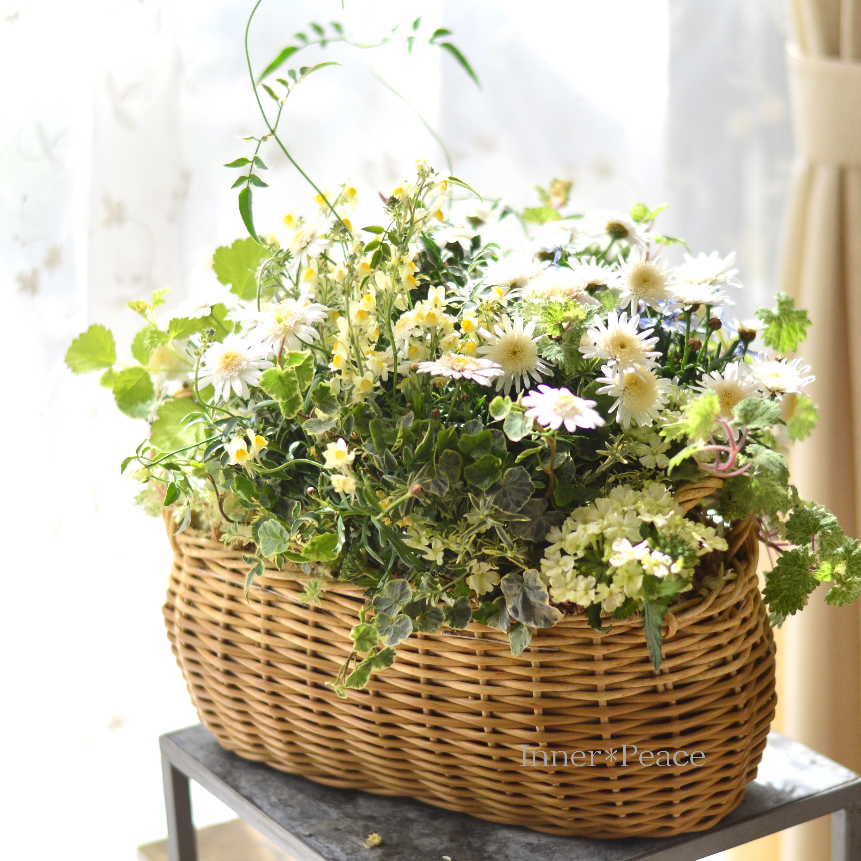 【春】 マーガレットのバスケット(ギャザリング)