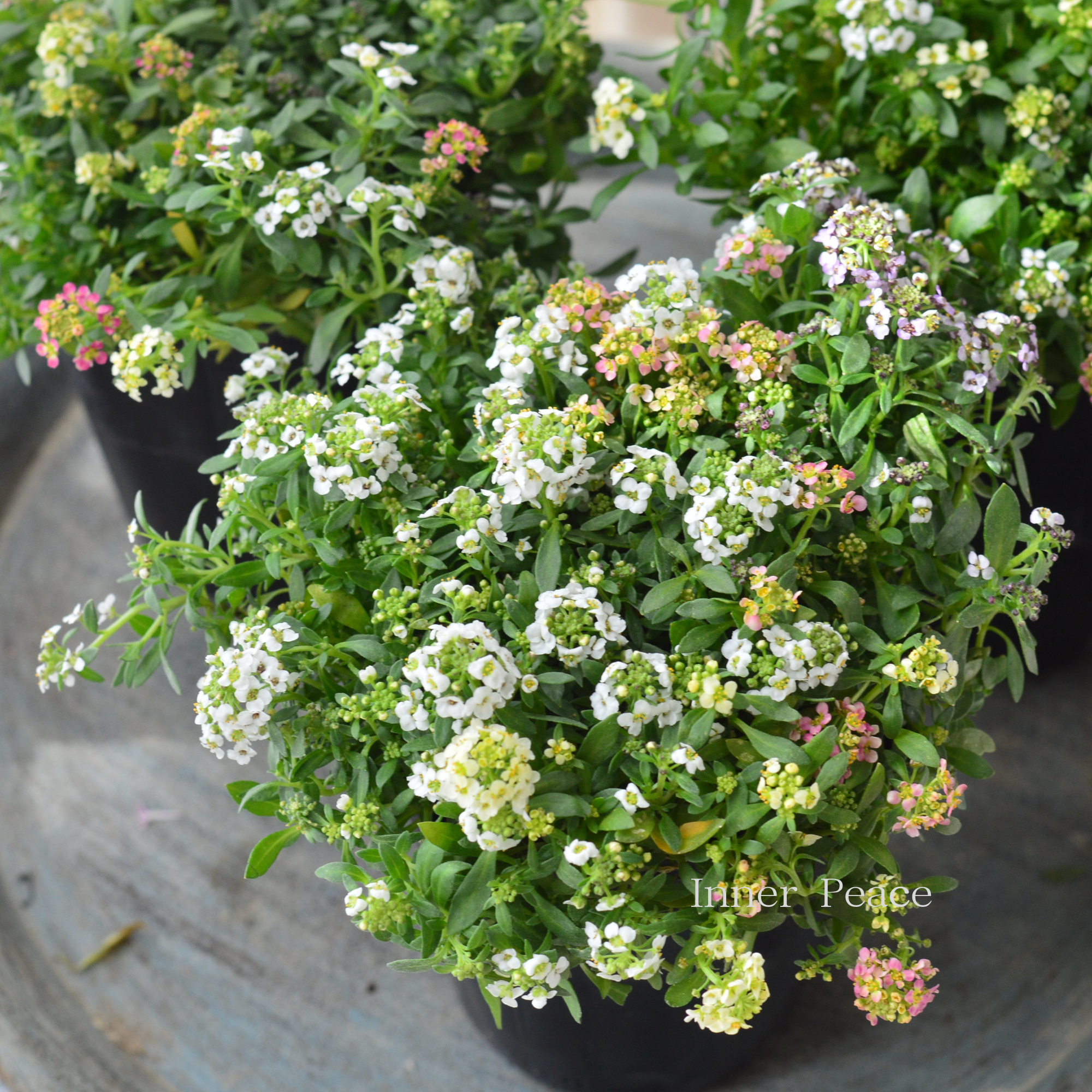 【3本植え】 スイートアリッサム 『ホワイト・アプリコット・イエローミックス』 3寸POT