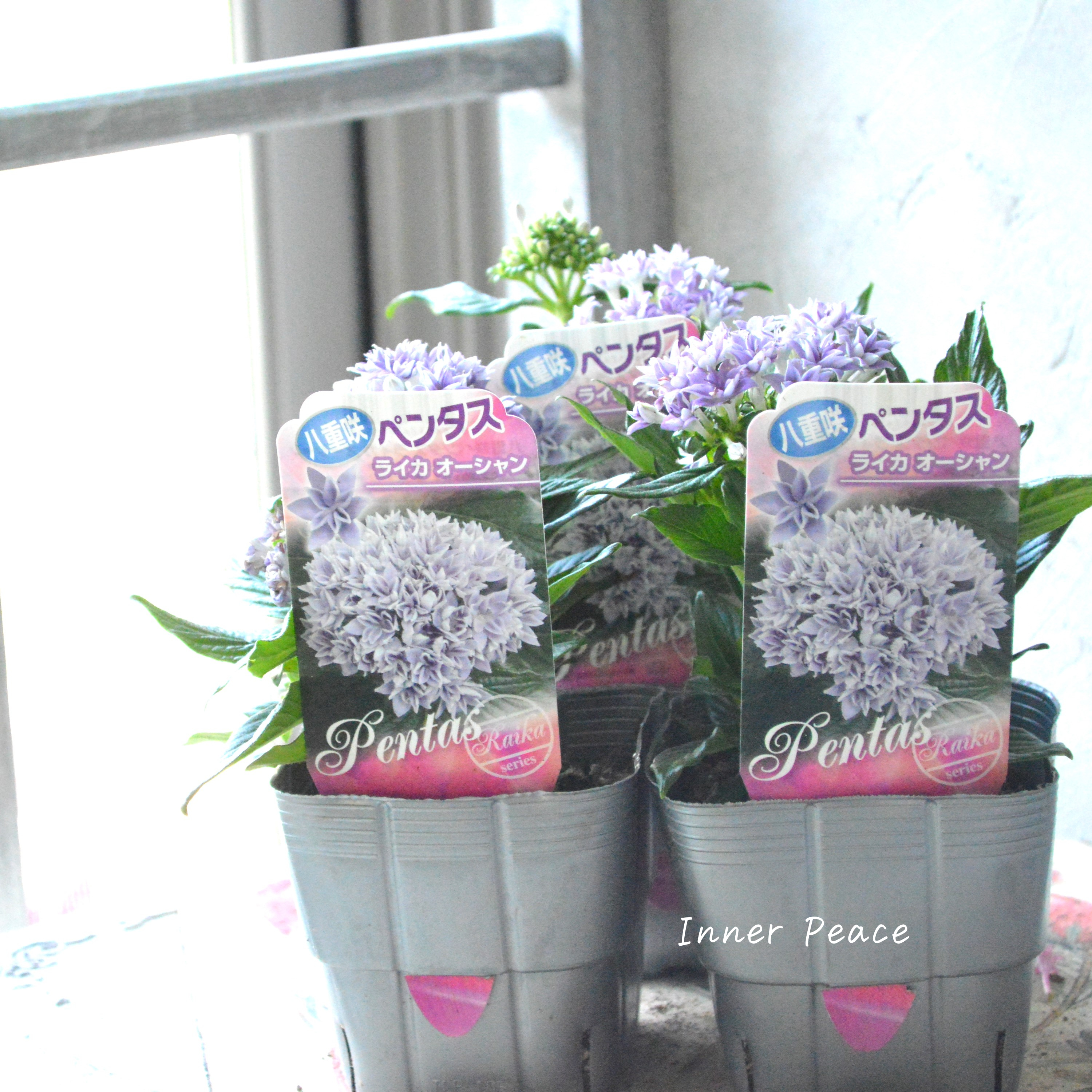 【暑さに強い】 八重咲きペンタス 『ライカ・オーシャン』 3.5寸POT