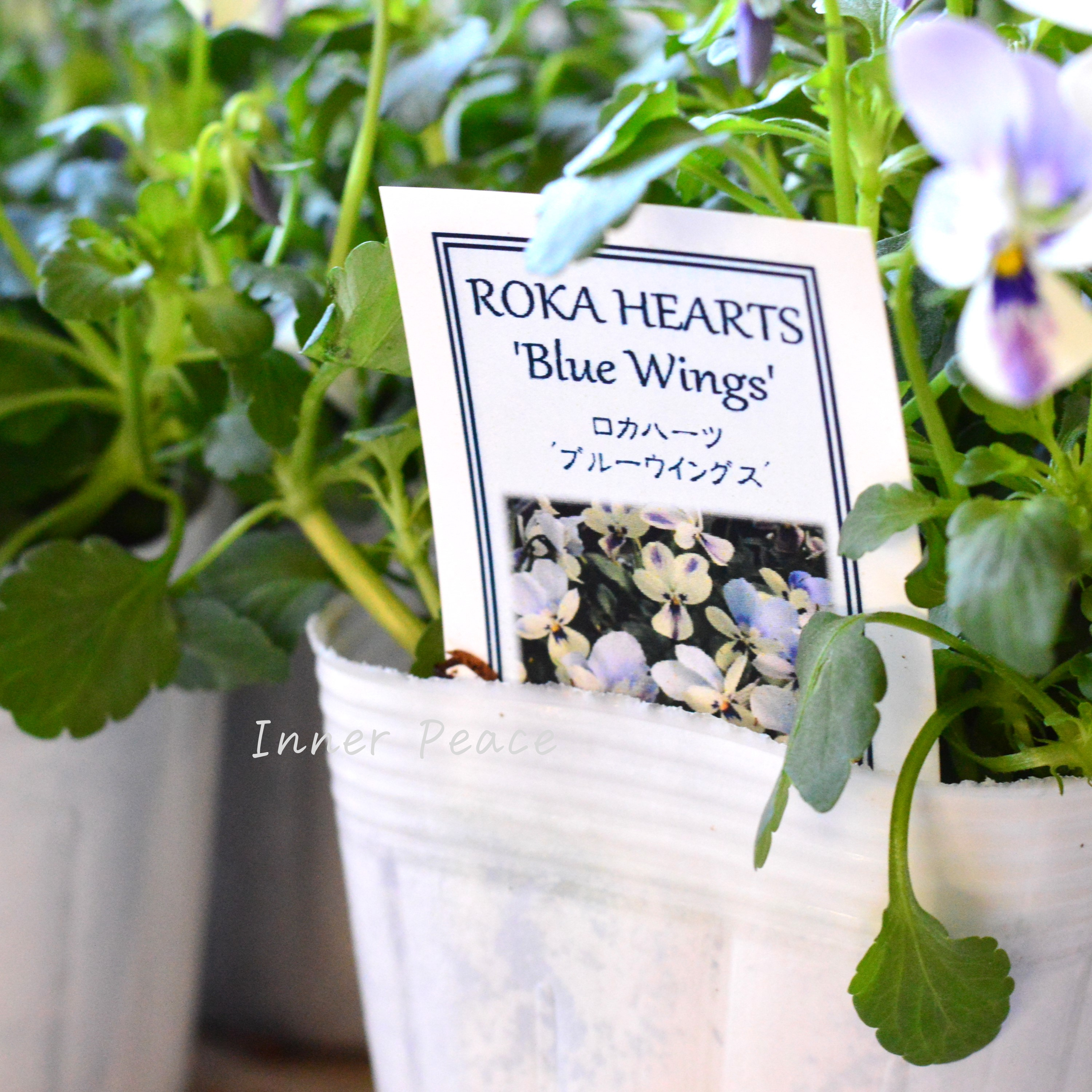 【美しい】 ビオラ ロカハーツ 『ブルーウイングス』 3.5寸POT
