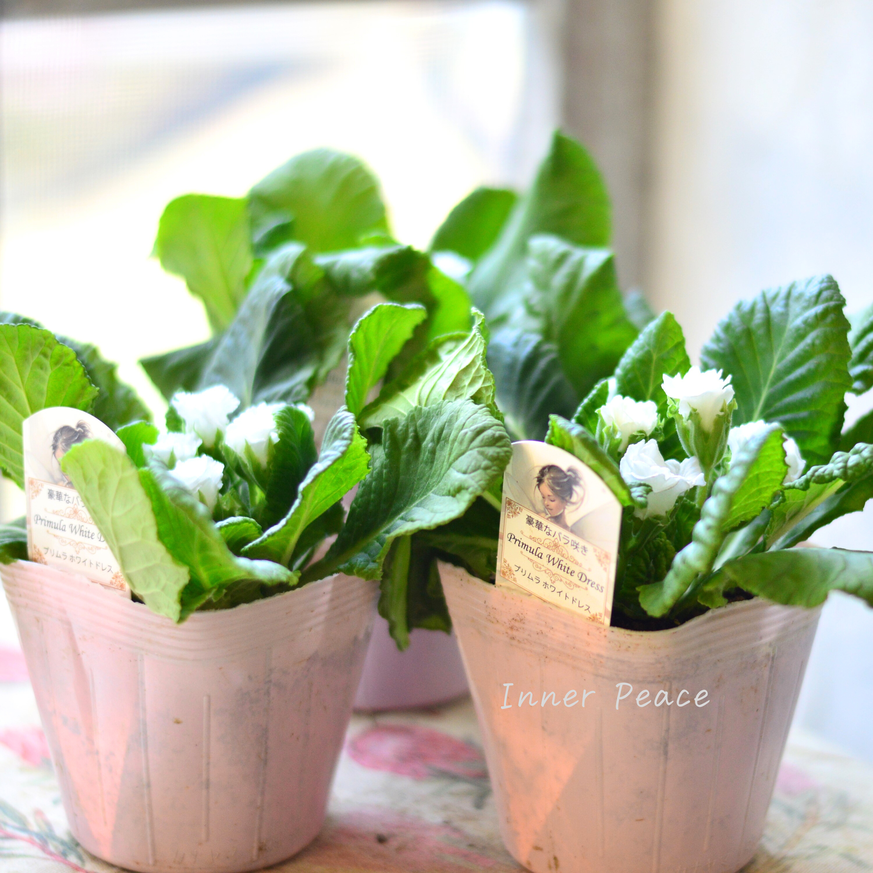 【美しい】 プリムラ・ジュリアン 『ホワイトドレス』 3.5寸POT