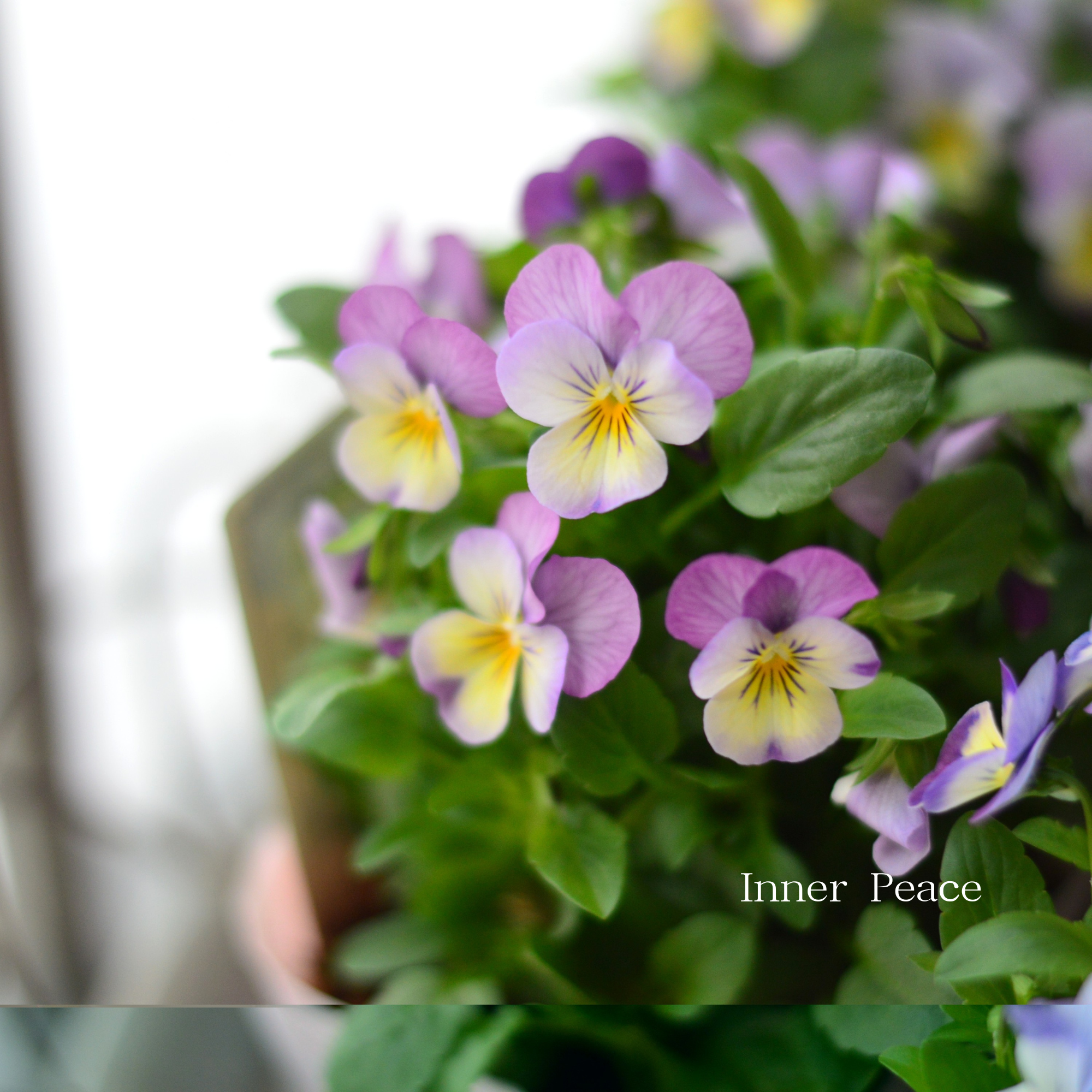 【かわいい】 ビオラ 『ピンクレモンリップ』 3.5寸POT