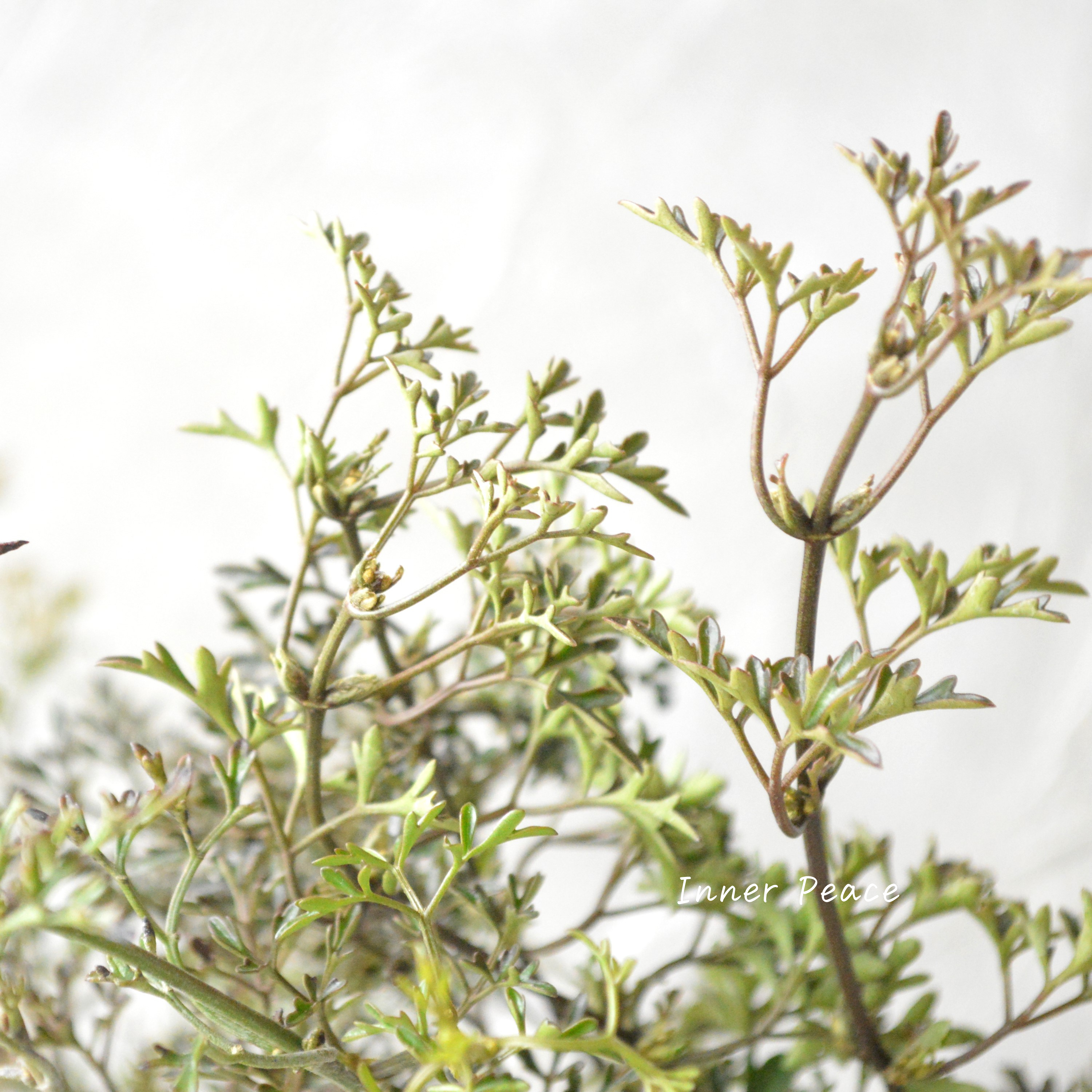 【常緑】 クレマチス 『ペトリエイ』 3.5寸ロングPOT