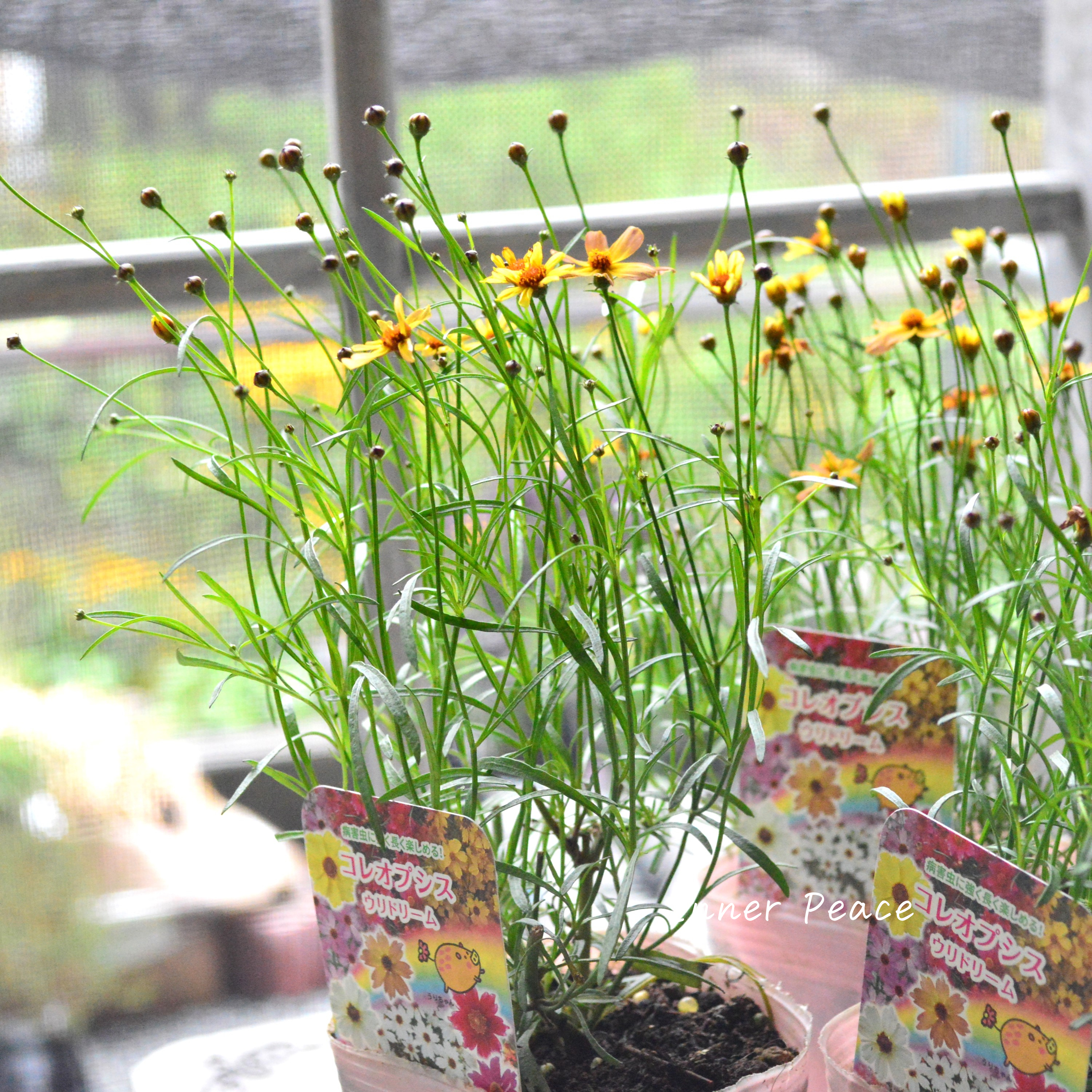 【アンティーク色】 コレオプシス『ウリドリーム・サンセット』 3寸POT