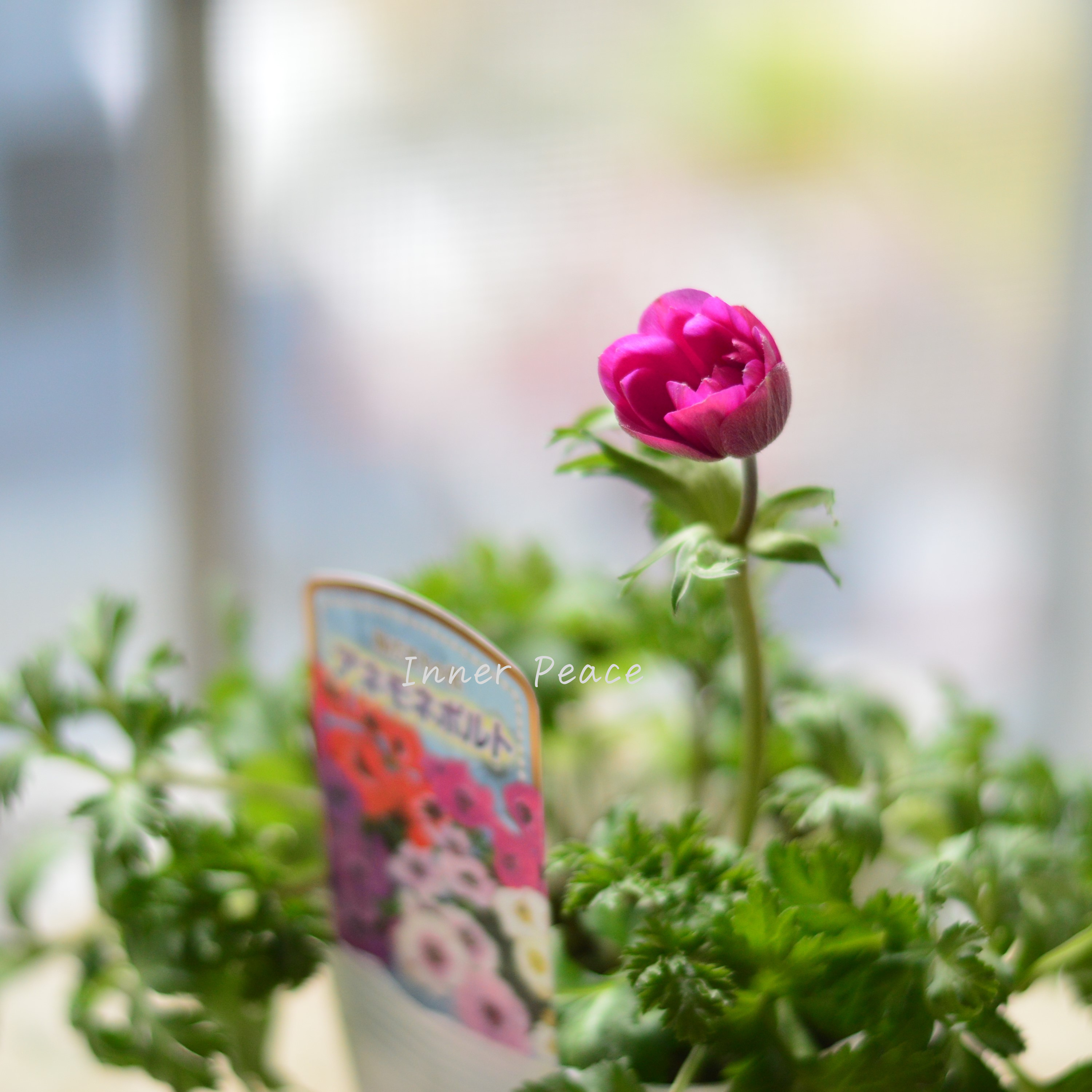 【人気】 アネモネ 『ポルト・ピンク系』 3~3.5寸POT