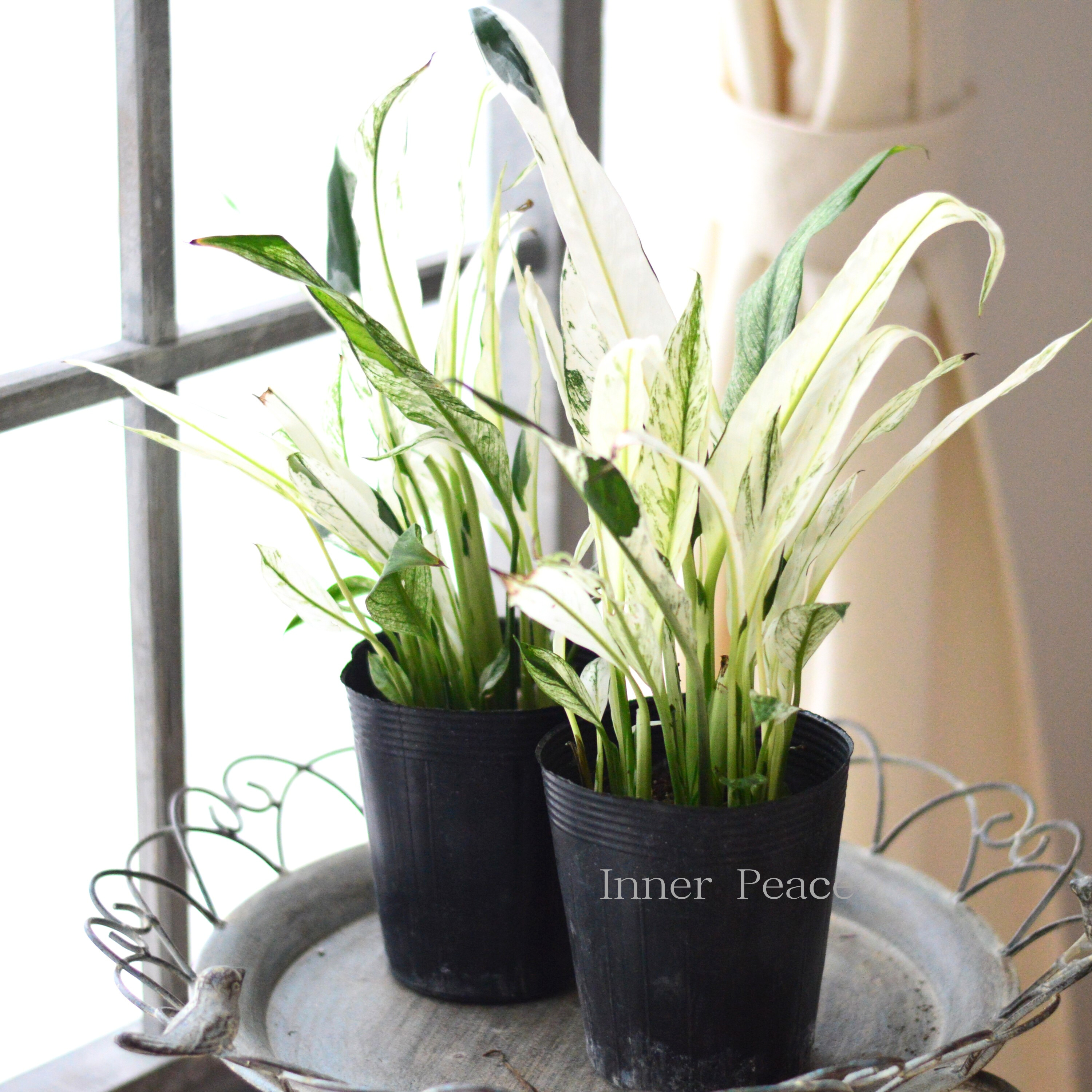 【観葉植物】 スパティフィラム 『ミコ』 3.5寸ロングPOT