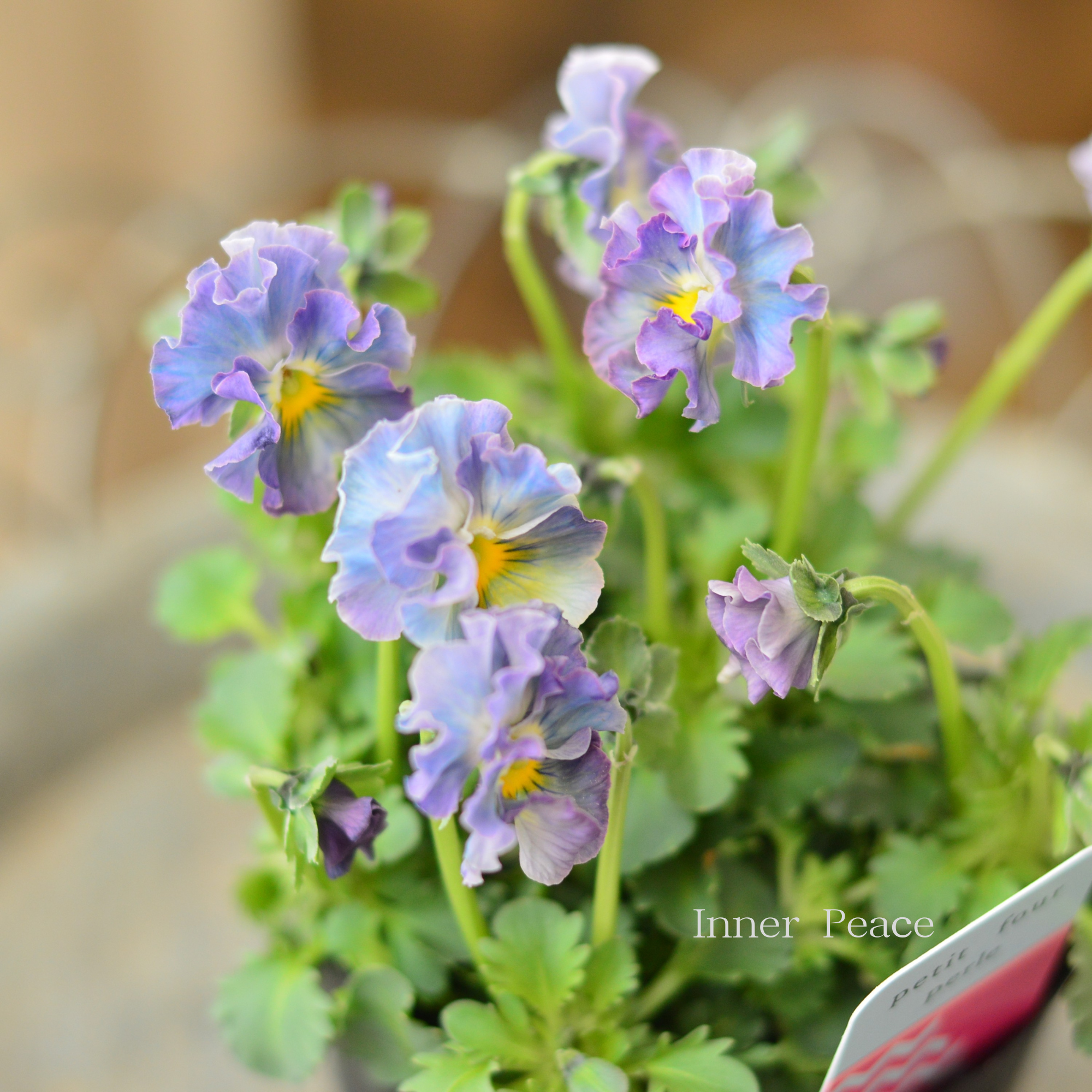 ハルグリンさん】 ビオラ 『プティフール・ペルル 2番』 3寸POT