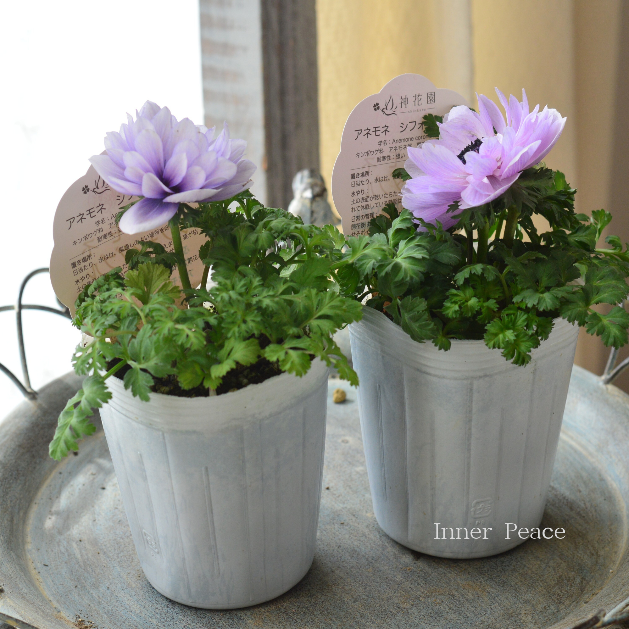 【神花園さんオリジナル】 八重咲きアネモネ 『シフォンダブル・パープル系』 3.5寸POT