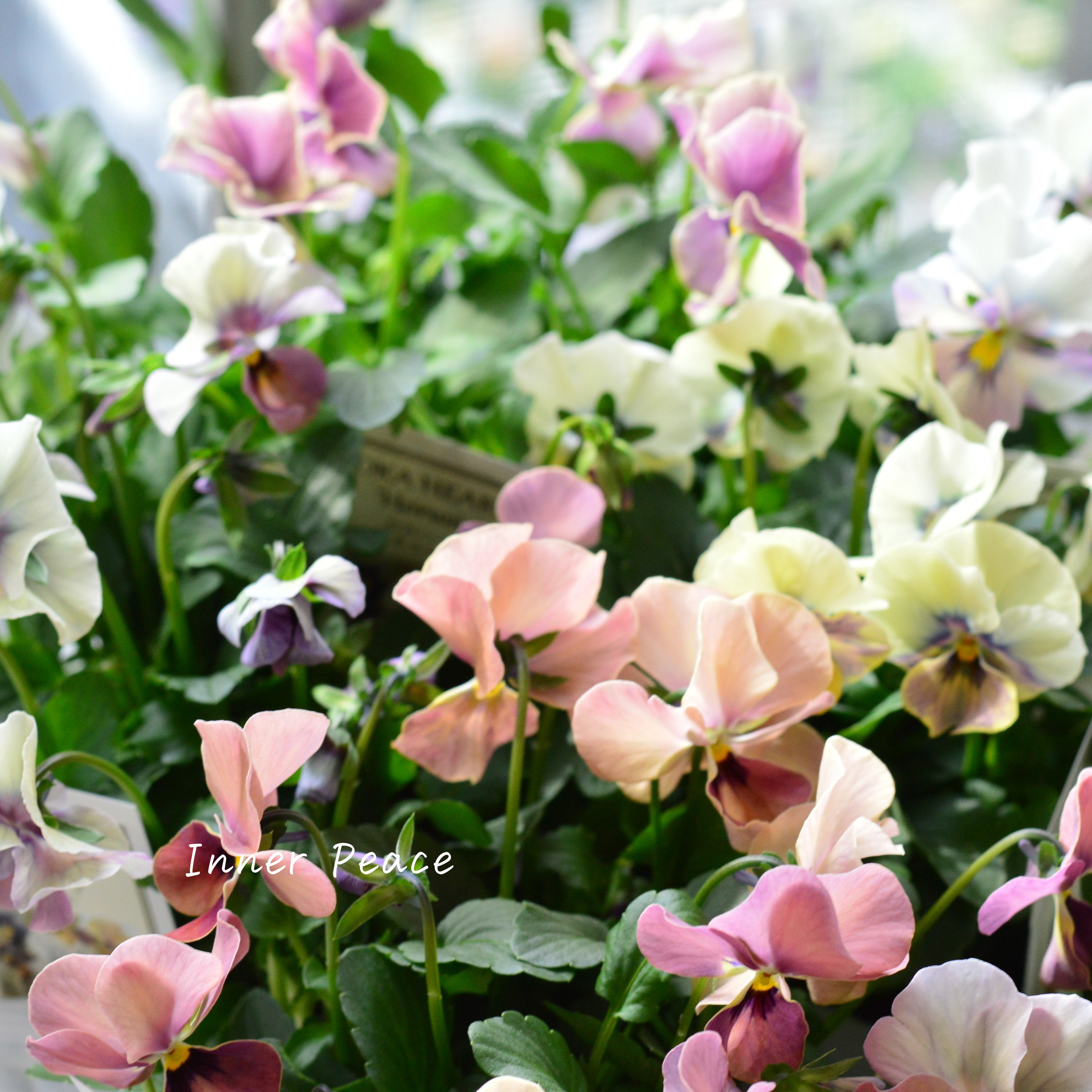 【美しい】 ビオラ ロカハーツ 『ホルシス』 3.5寸POT